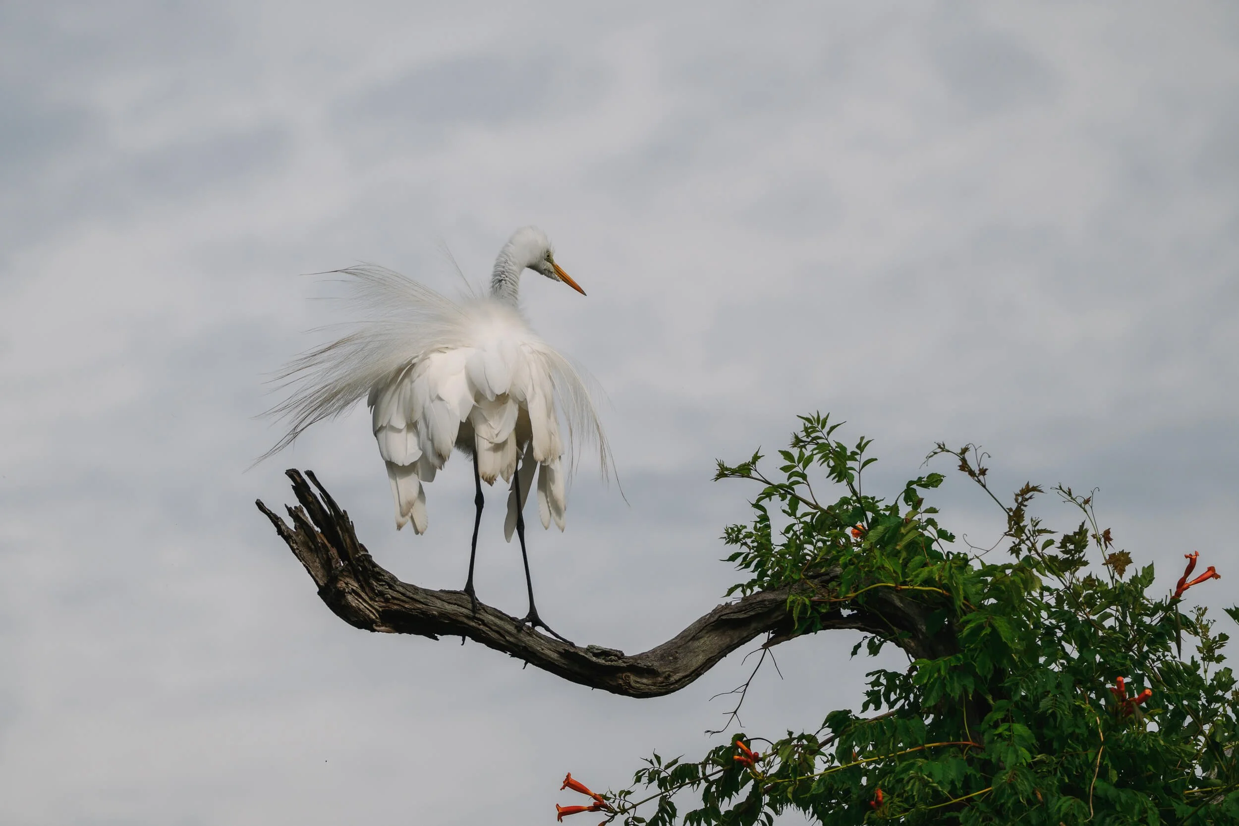 A white egret standing on a tree branch with green leaves and orange flowers, against a cloudy sky.