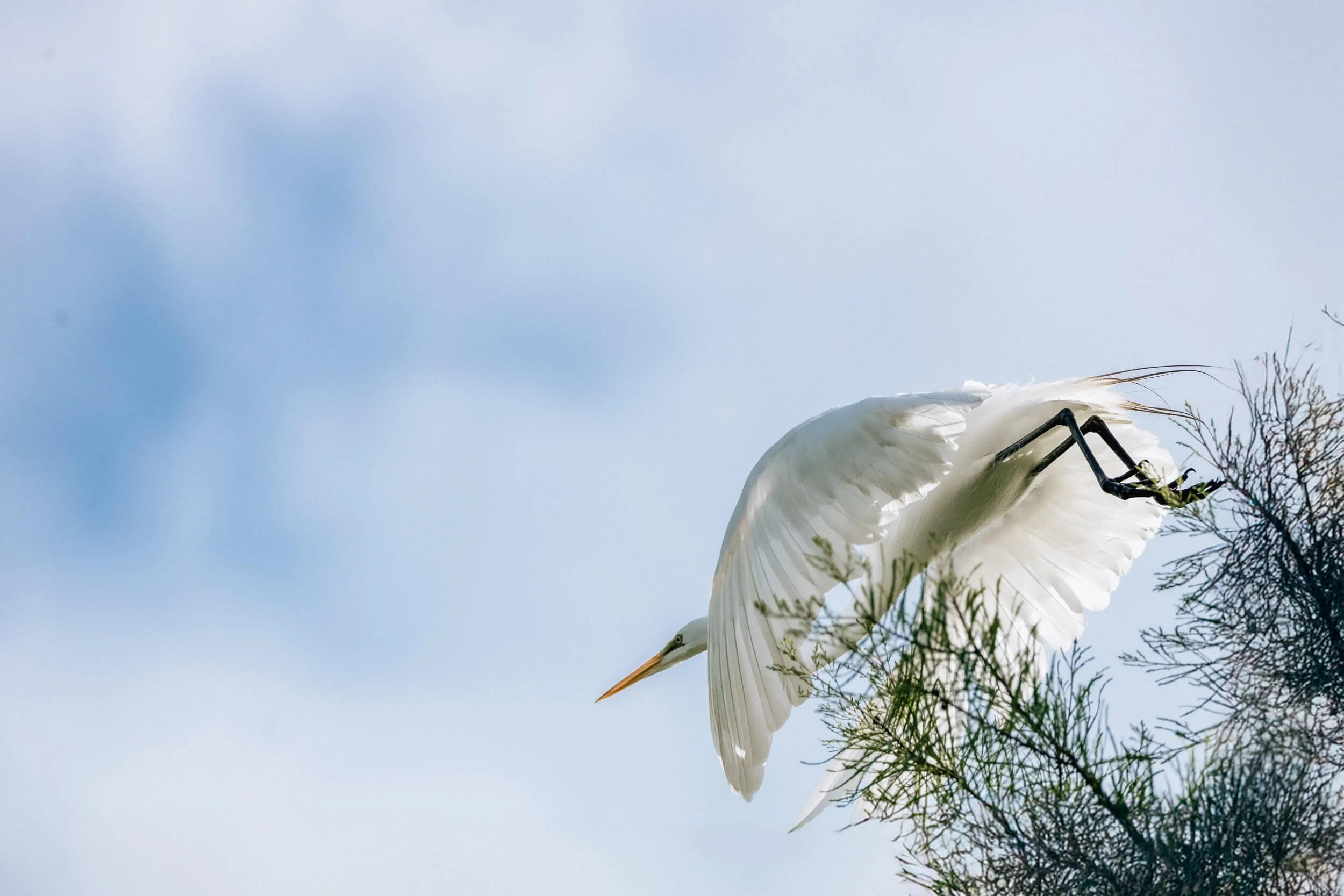 A large white heron or egret landing on a branch against a blue sky with some clouds and sparse branches in the foreground.