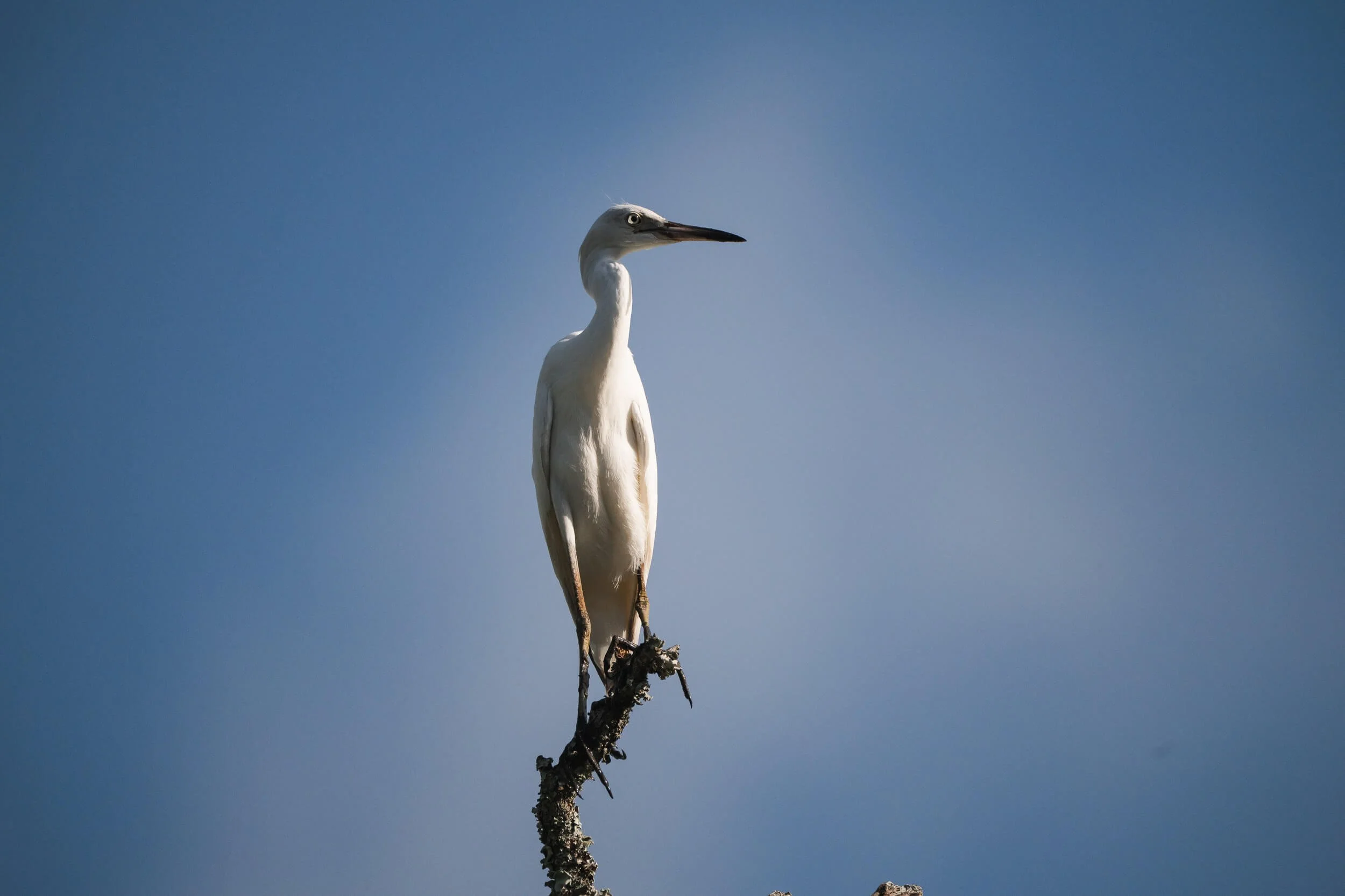 A white heron standing on a branch against a blue sky.