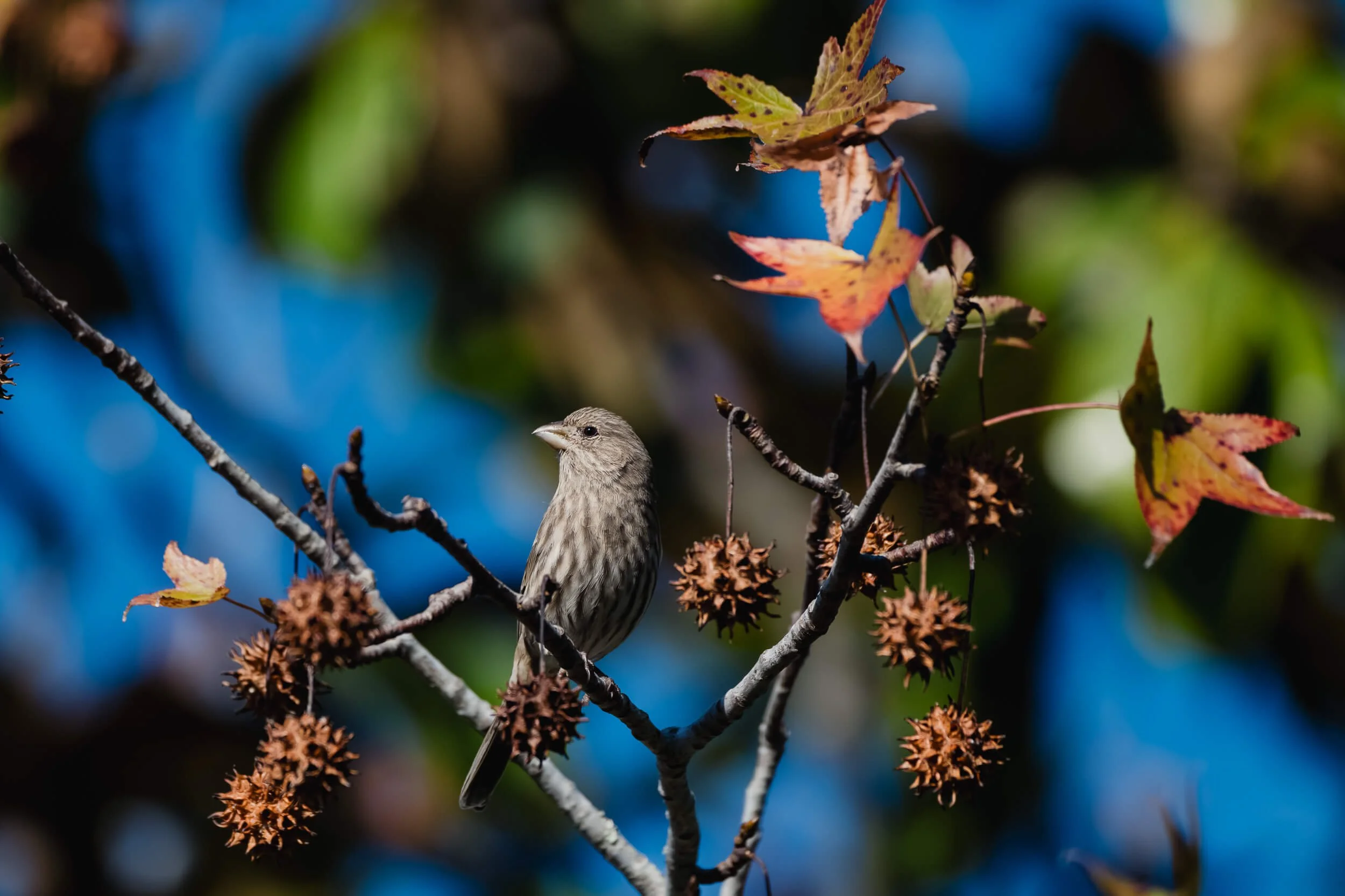 A small bird perched on a branch among colorful autumn leaves and spiky seed pods, with a blurred background of blue sky and greenery.