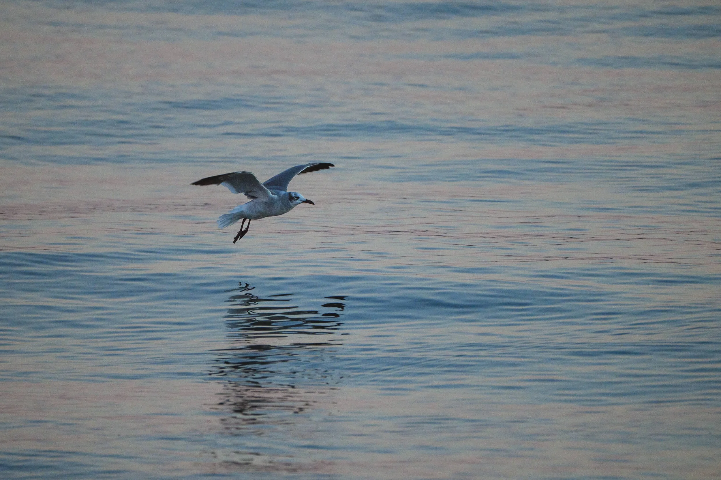 Seagull flying over calm water at dusk or dawn with pastel colors.