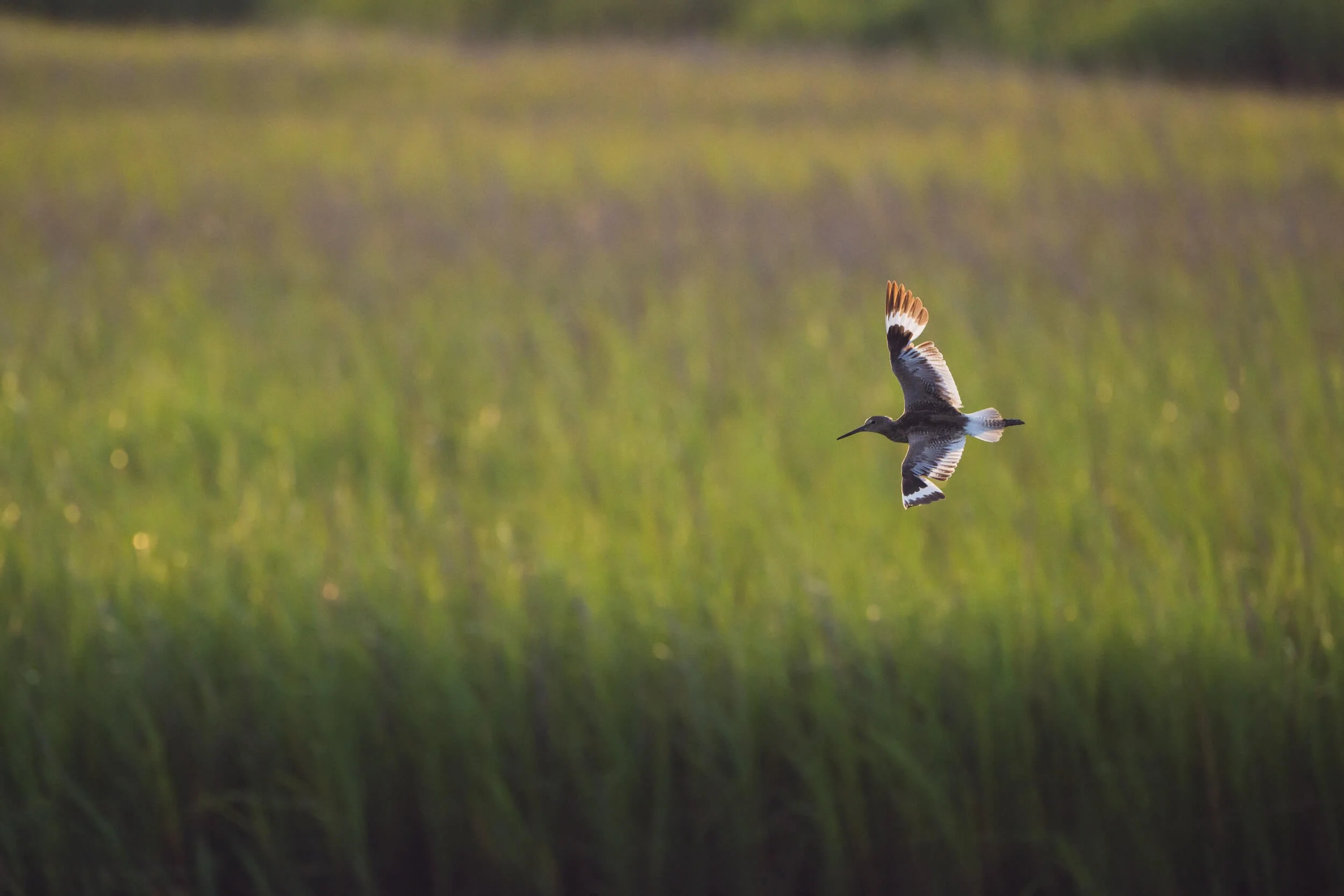 A bird flying over a grassy field with a green background.