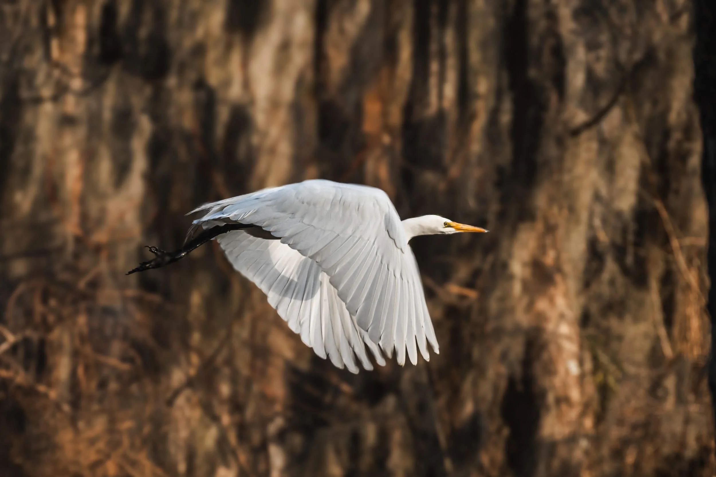 A large white heron flying with its wings spread wide in front of a rocky background.