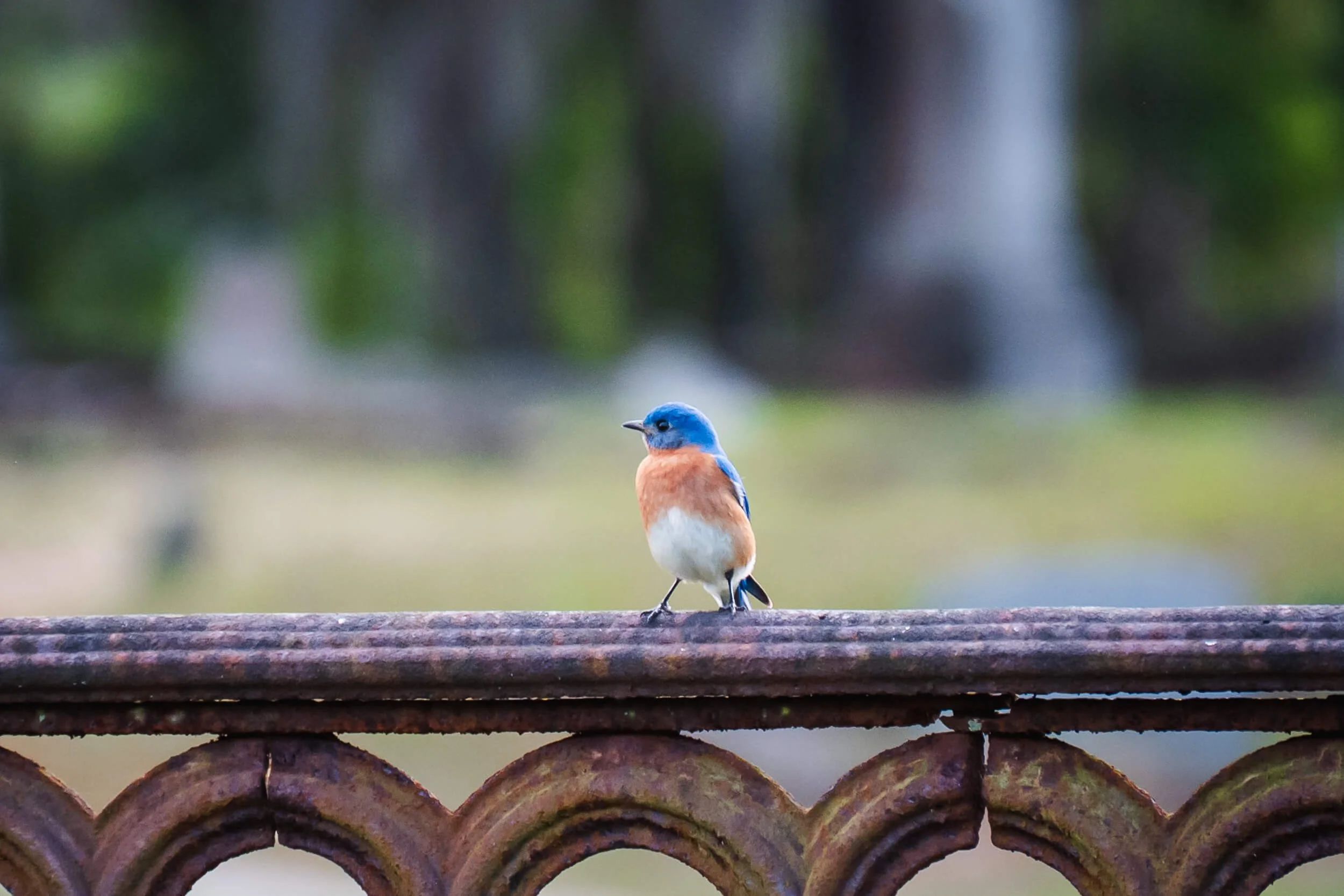 Small bird with a blue head and orange and white body perched on a metal railing outdoors, with blurred green trees in the background.