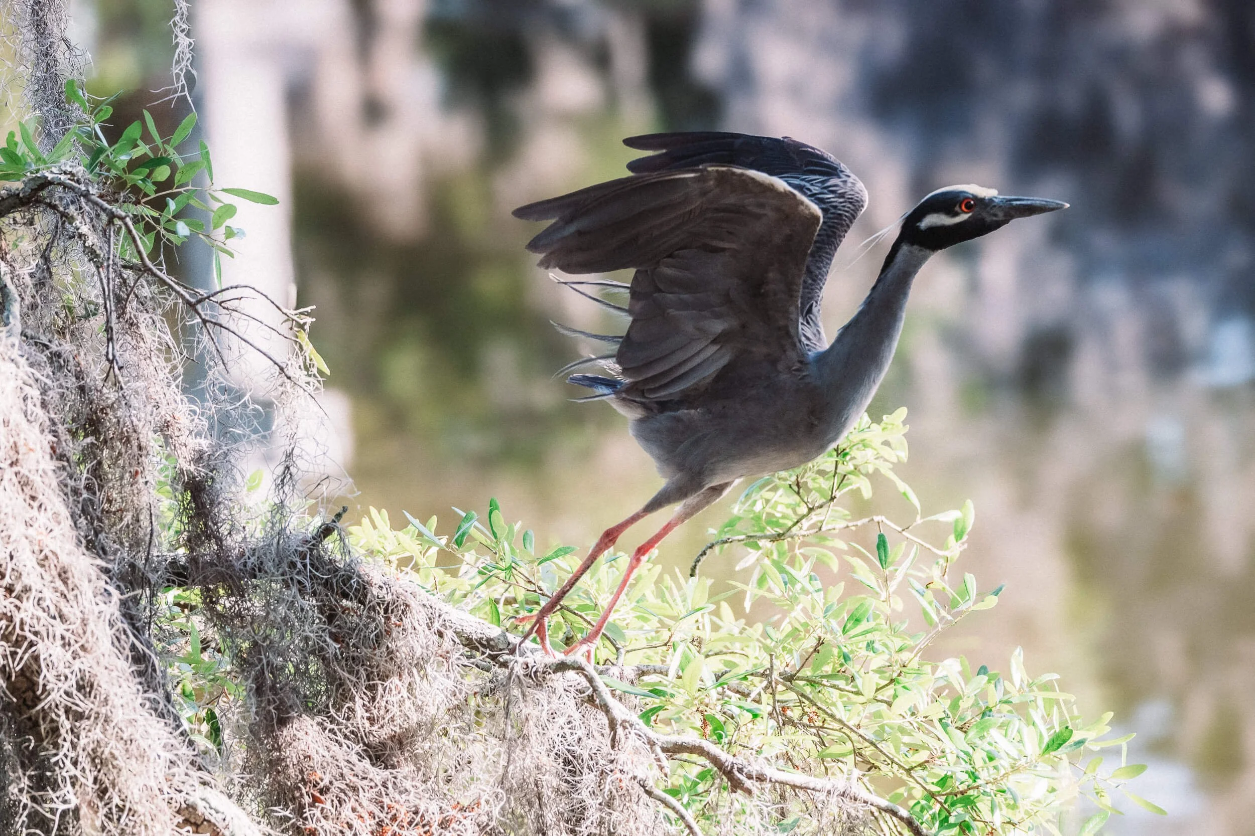 A heron standing on a mossy branch near water, with wings partially spread.