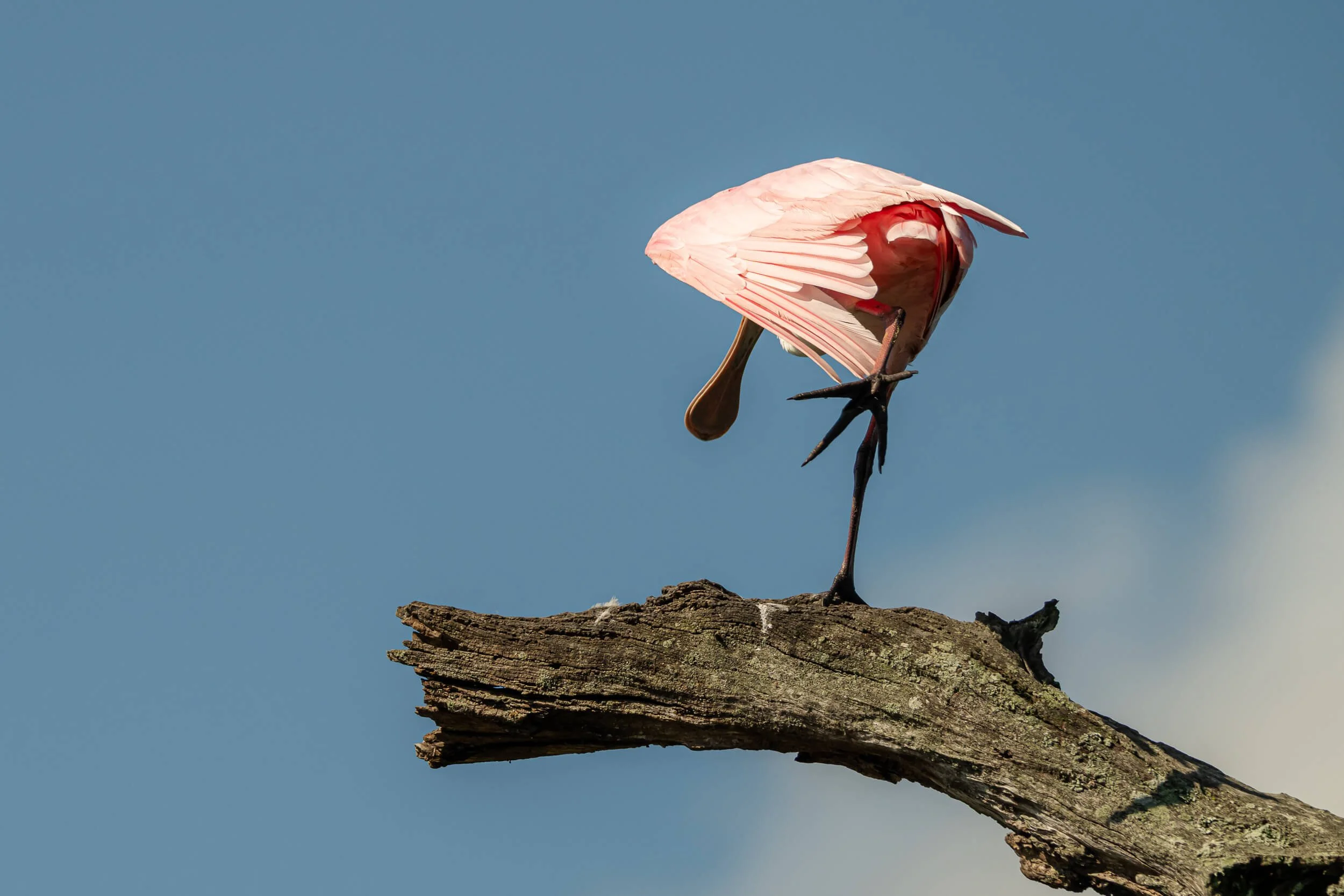 A pink flamingo standing on one leg on a weathered tree branch, with its head tucked beneath its wing against a clear blue sky.