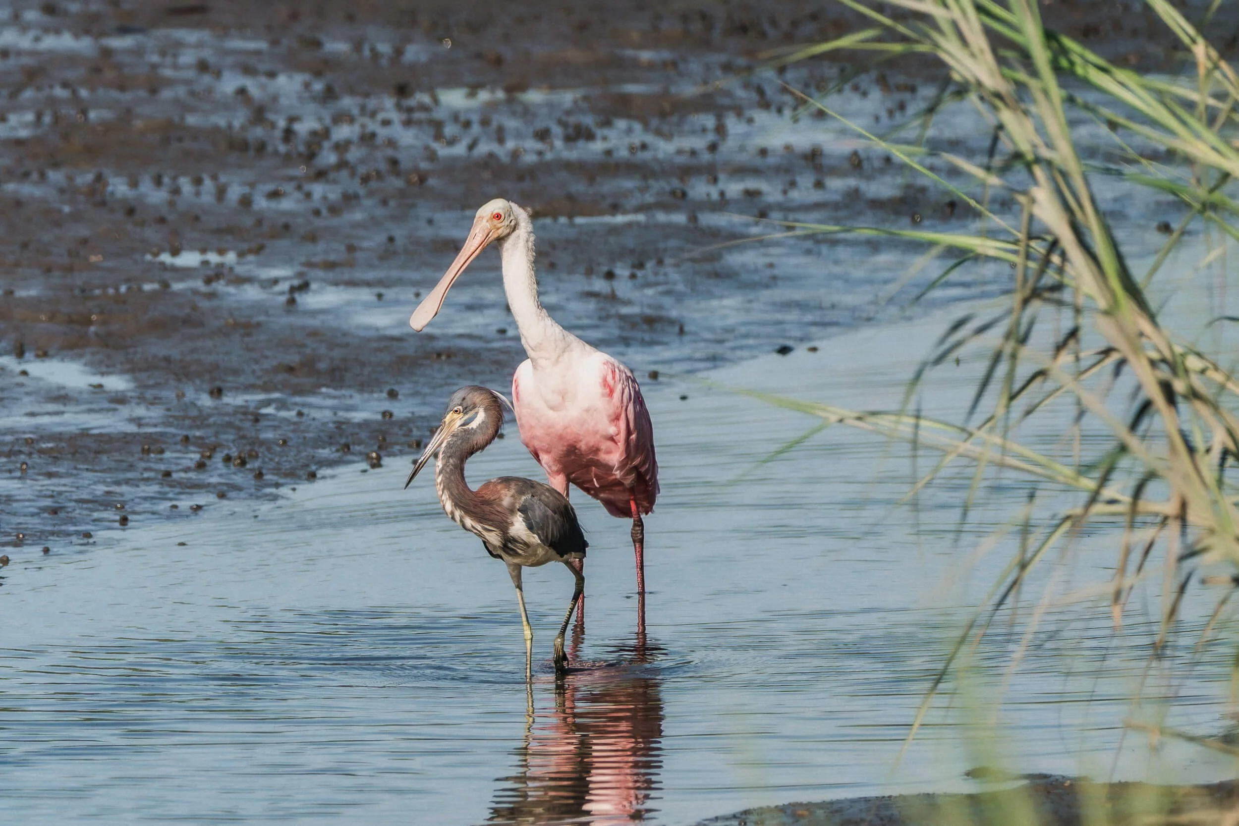 A white and pink pelican and a smaller brown and white bird standing in shallow water near reeds, with muddy shoreline in background.