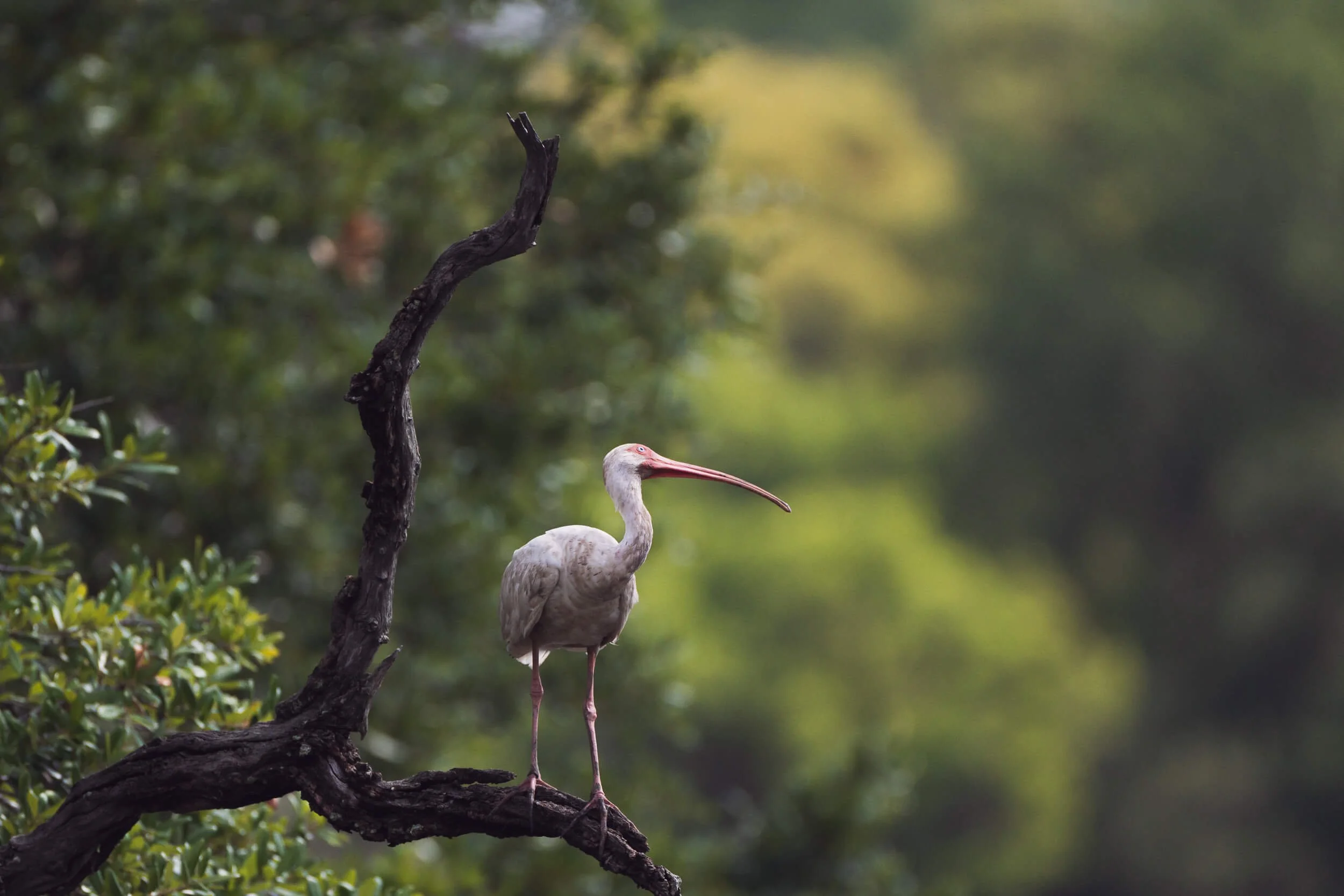 An ibis with a long beak standing on a tree branch in a lush green forest in Charleston, SC.