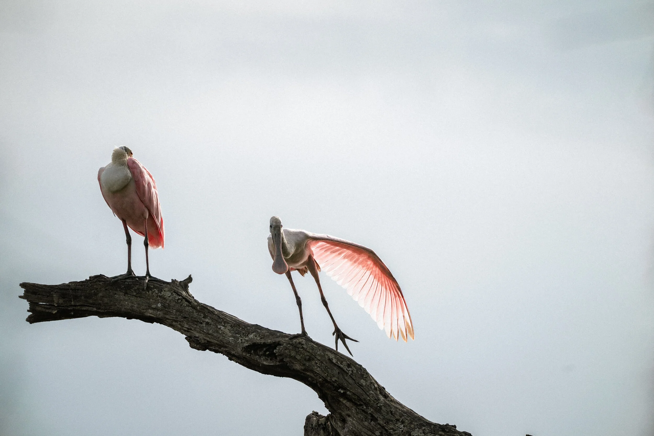 A pink flamingo perched on a tree branch with its wings partially open.