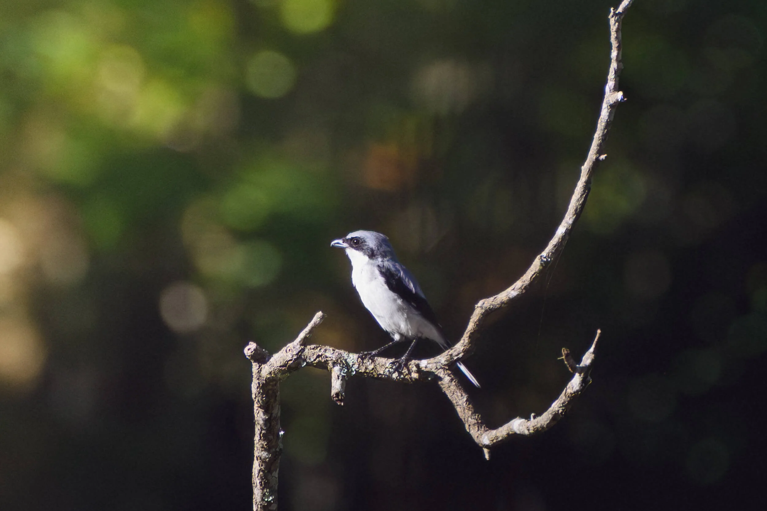 A small black and white bird perched on a bare, twisted tree branch, with a dark, blurred background.