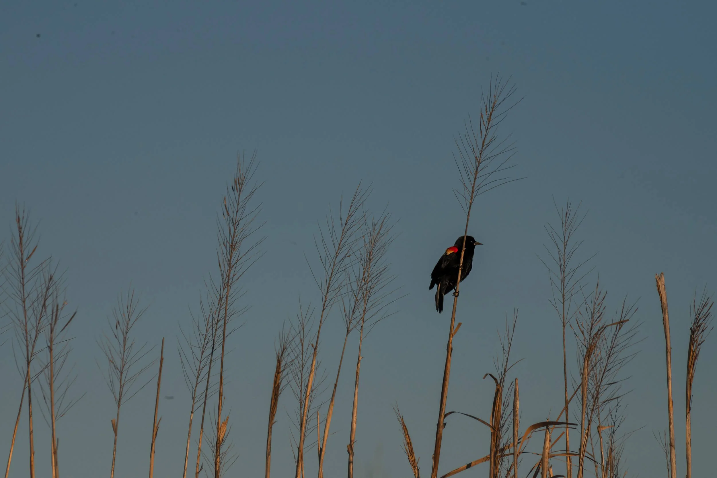 A black bird with a red patch on its face perched on a tall, thin reed plant against a clear blue sky.