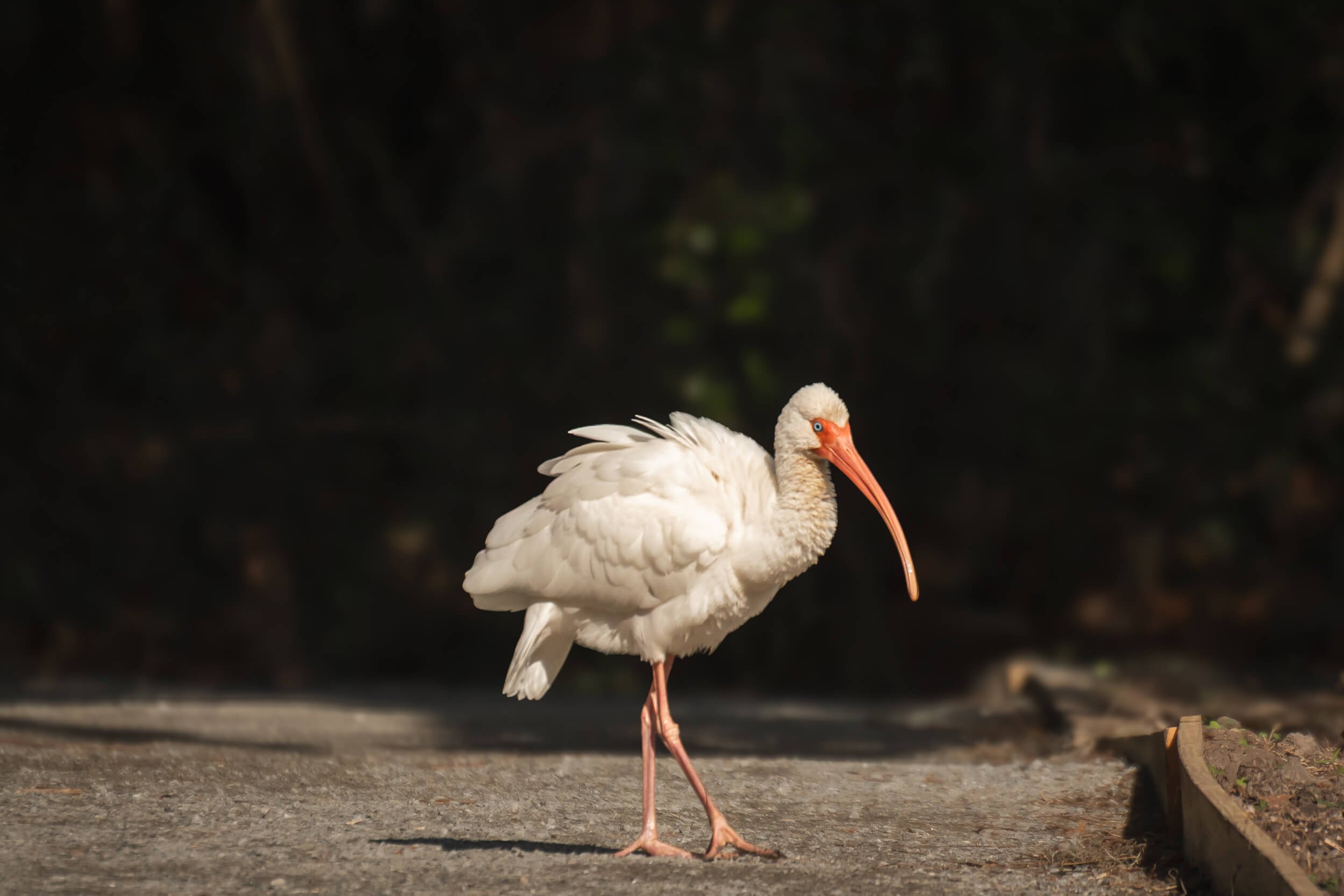 A white ibis bird standing on a concrete path with a dark background.