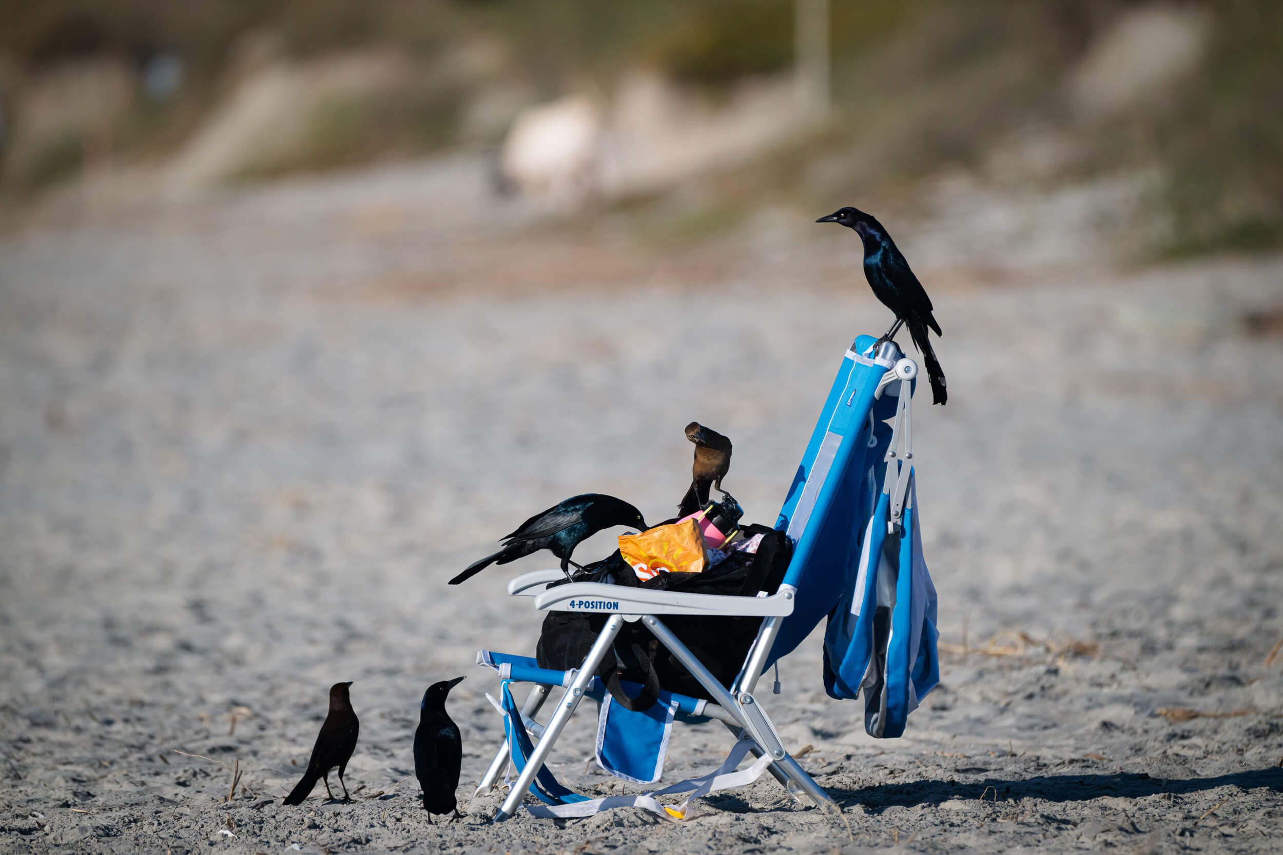 A blue beach chair on the sand with six black birds around it and perched on it, in an outdoor setting.