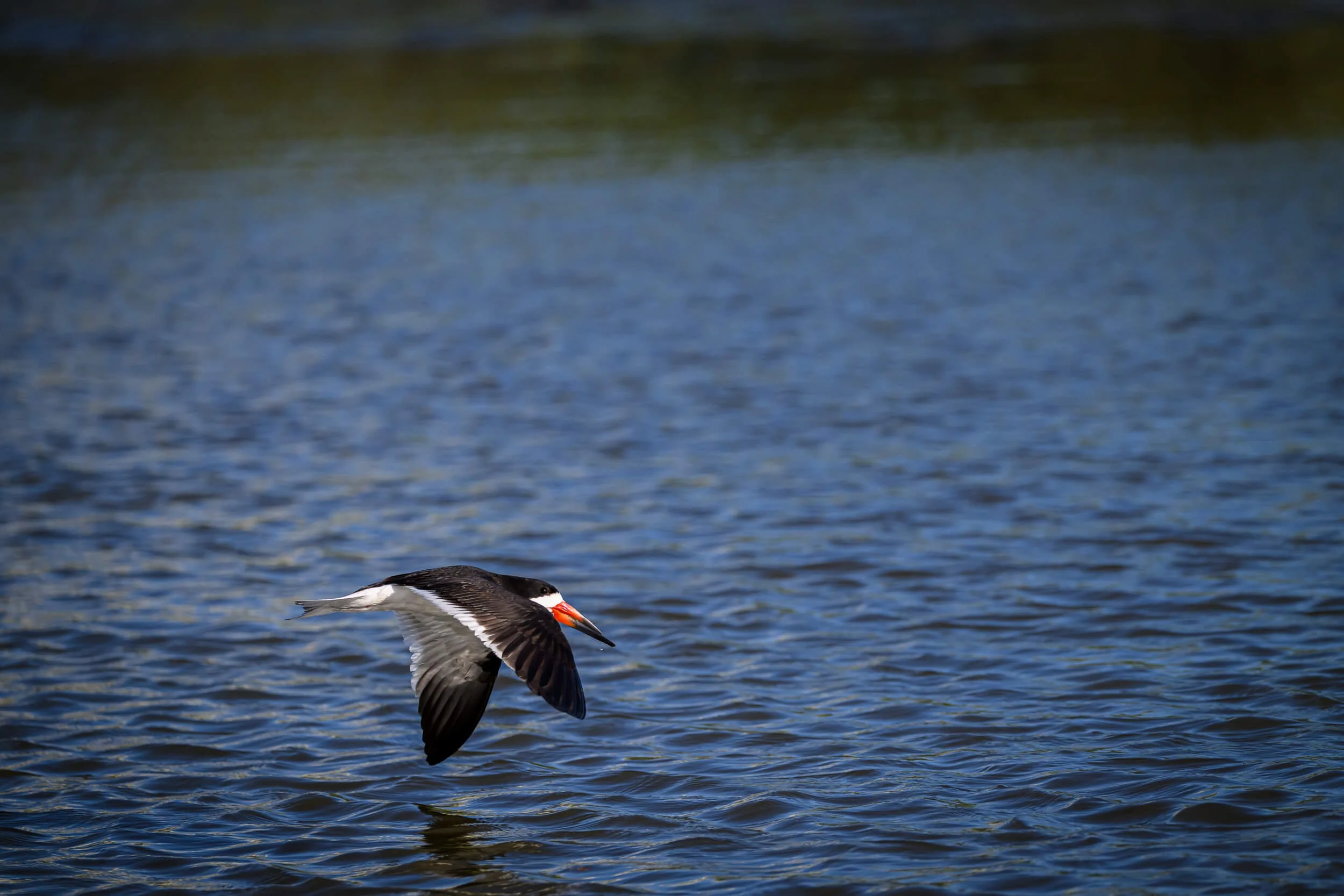 A puffin flying over water with a blurred shoreline in the background.