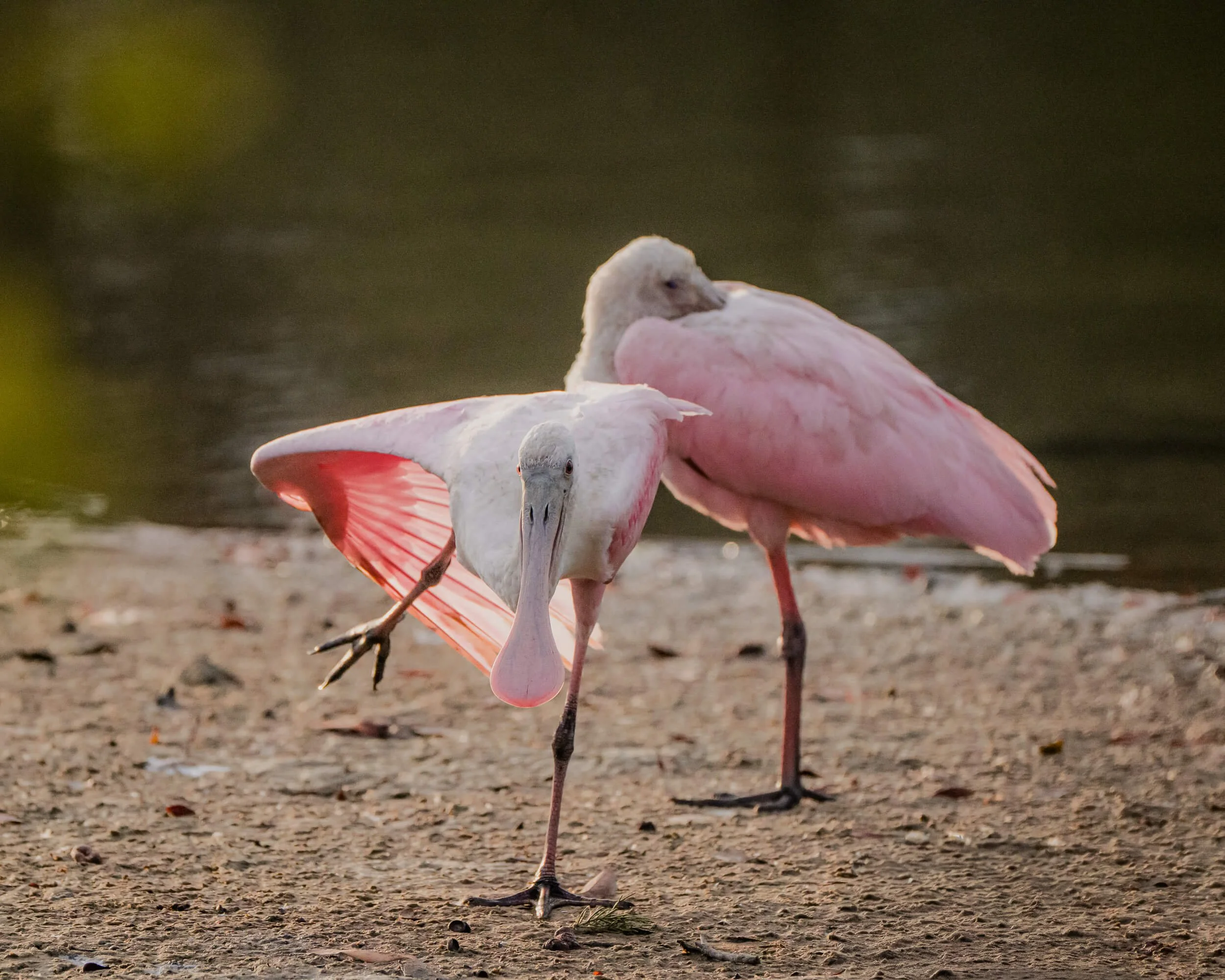 A pink flamingo standing on one leg on dirt near water, with one wing slightly extended, and another flamingo in the background resting with its head turned back.