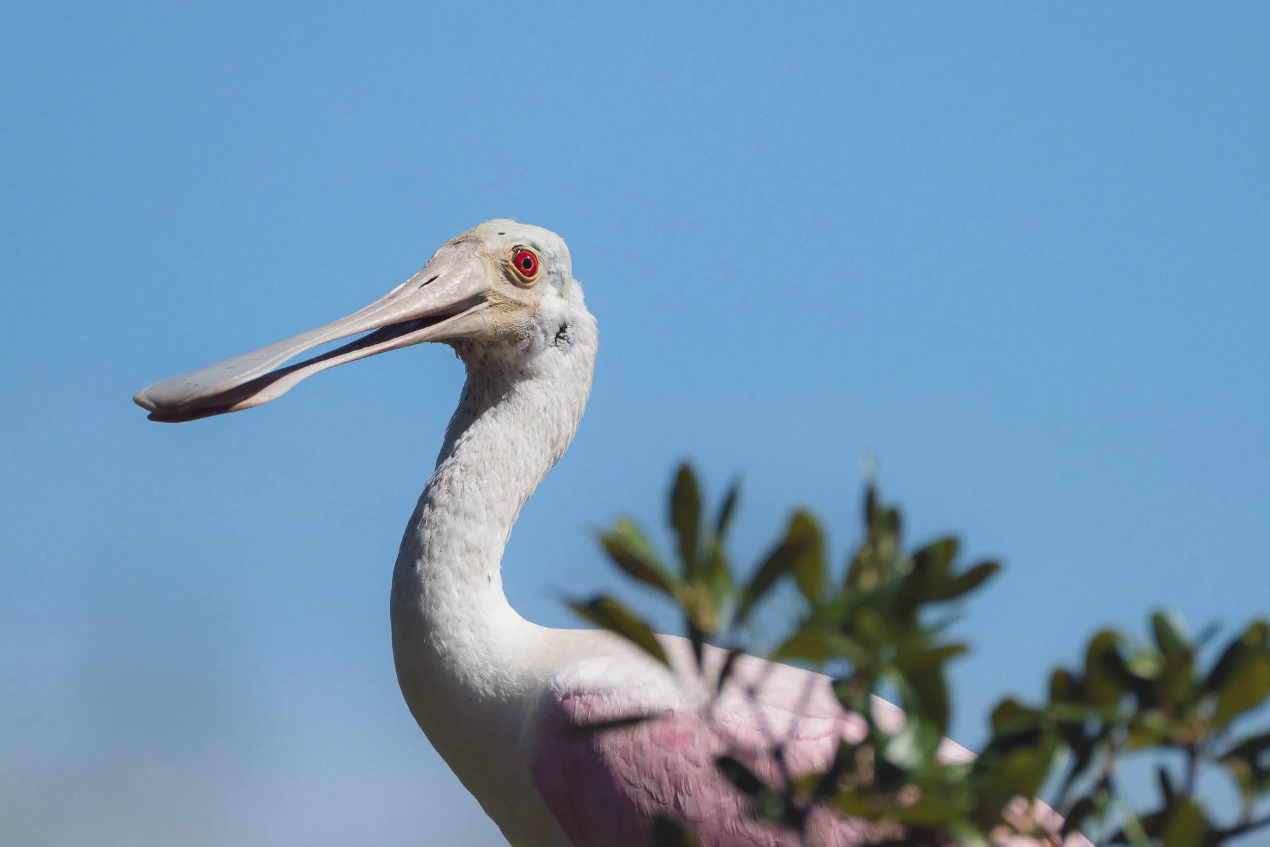 A close-up of a pelican with a blue sky in the background, partially obscured by green leaves.
