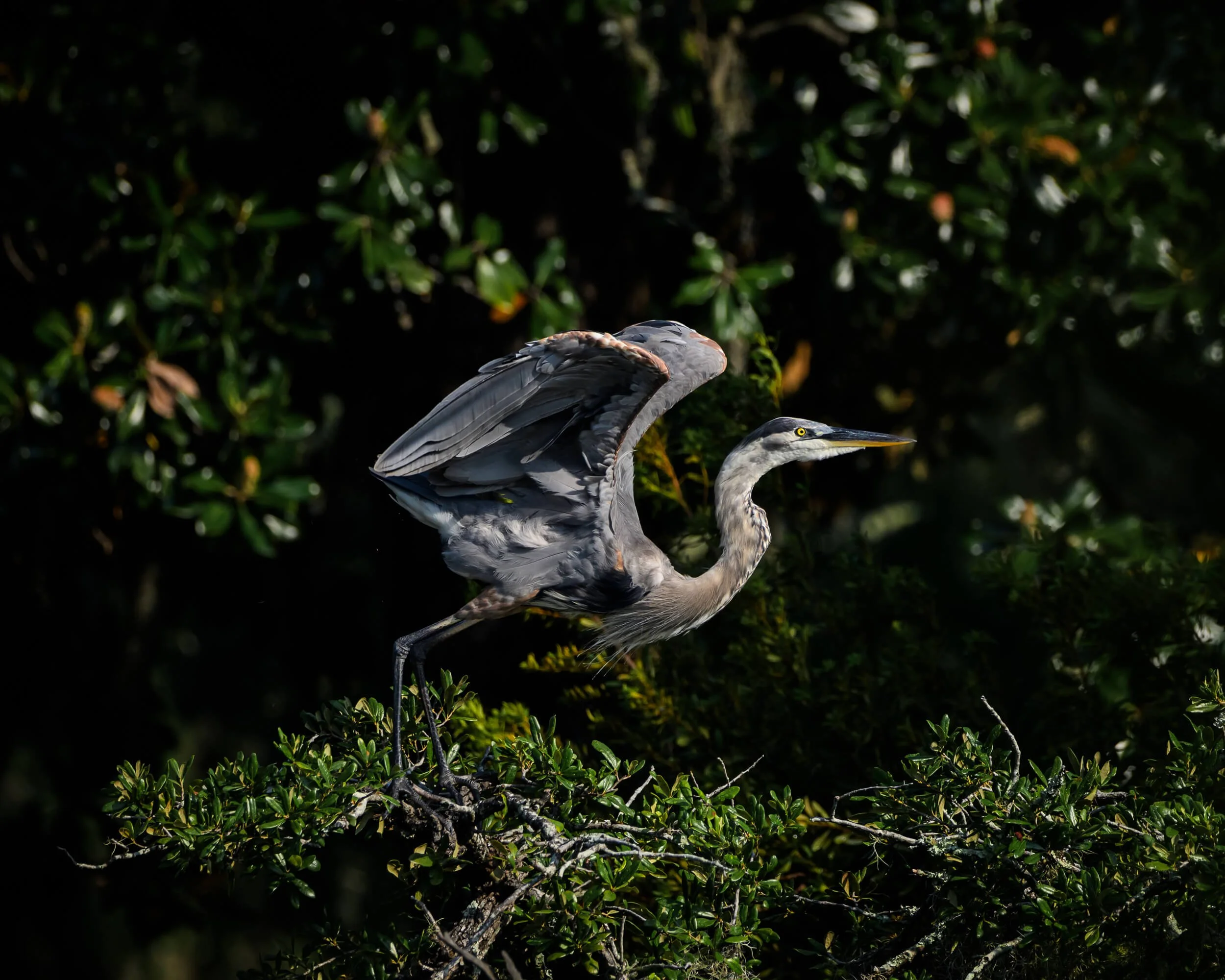 A heron perched on a branch with its wings slightly open amidst green foliage.