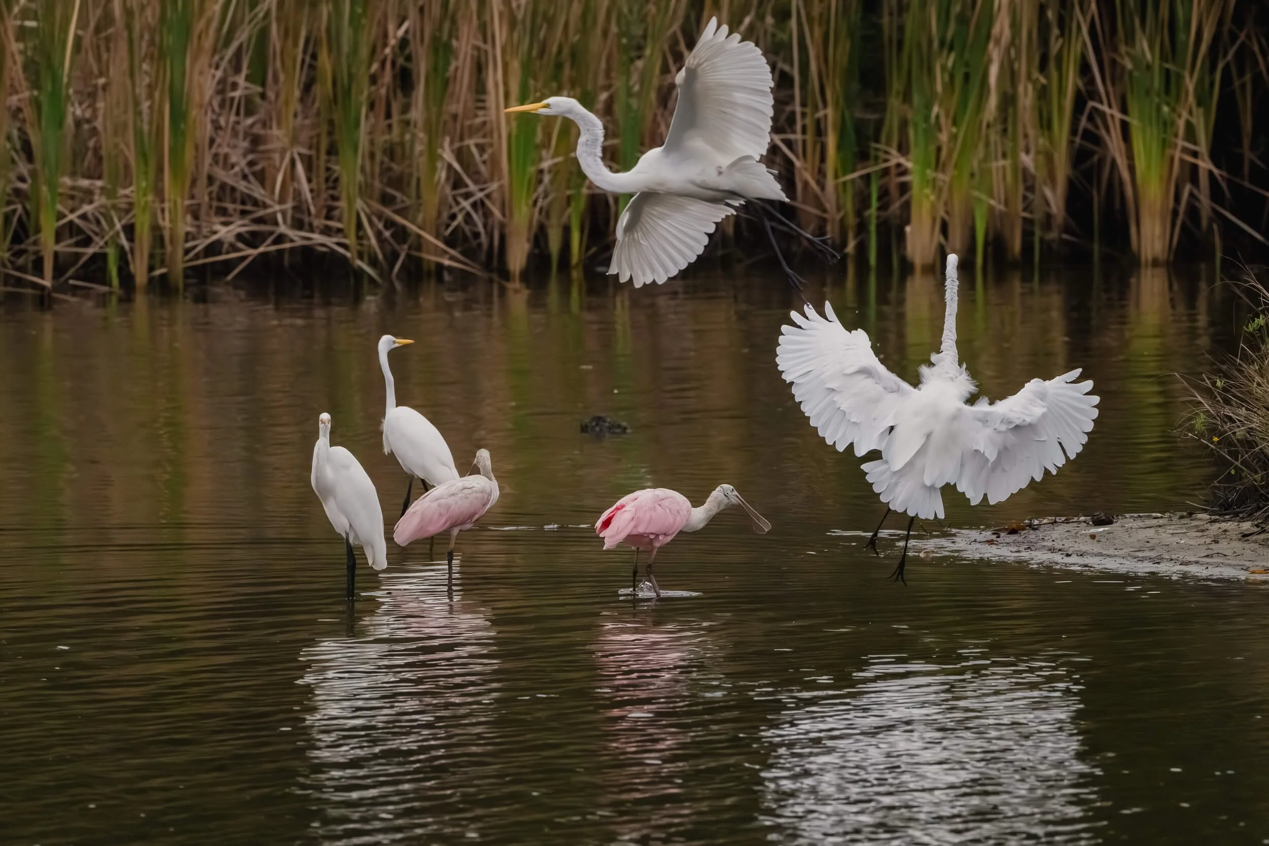 Group of herons and egrets in a wetland, with some flying and others standing in the water near tall grass.