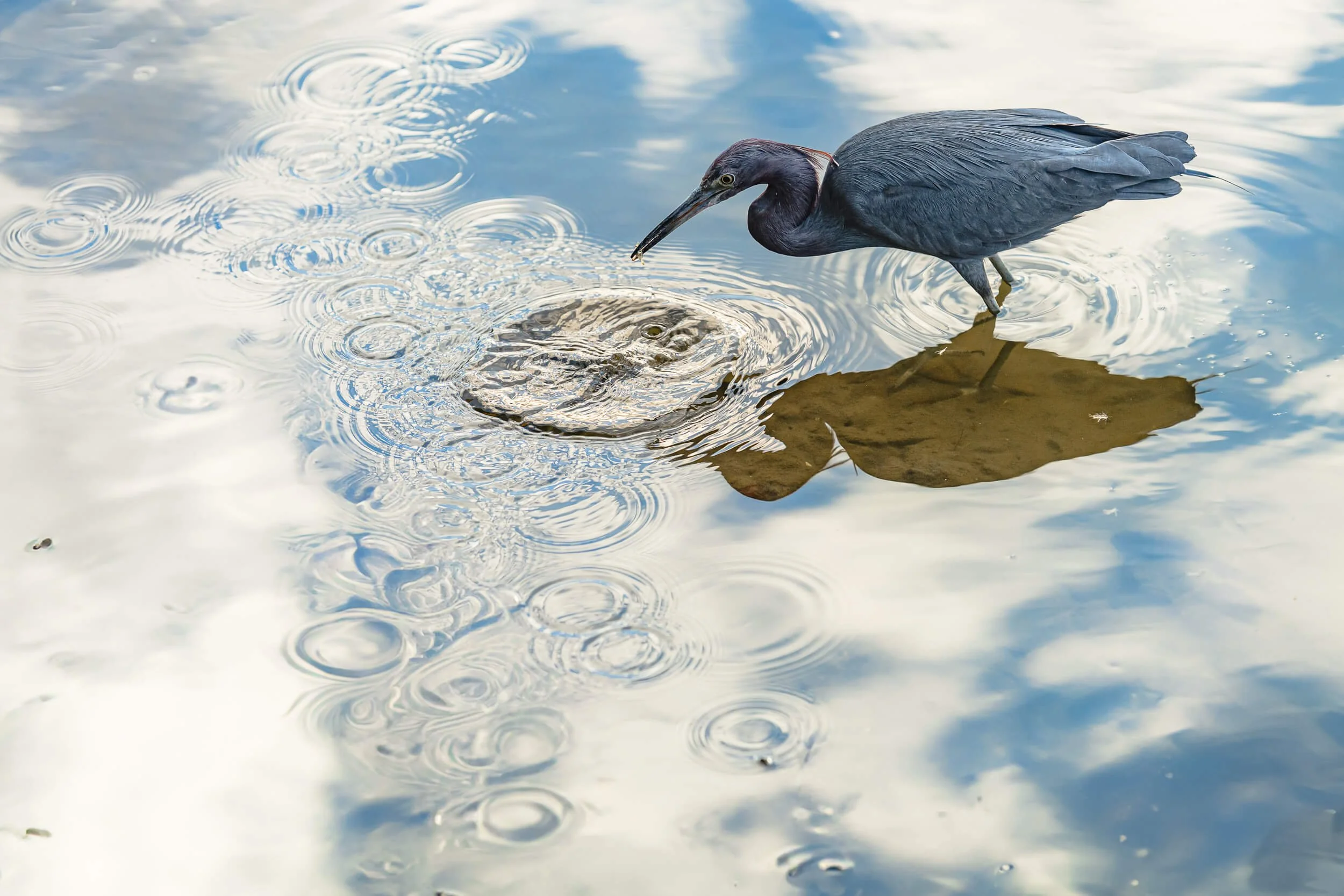A dark heron standing on a rock in a body of water, looking at a crocodile with part of its head visible above the water.