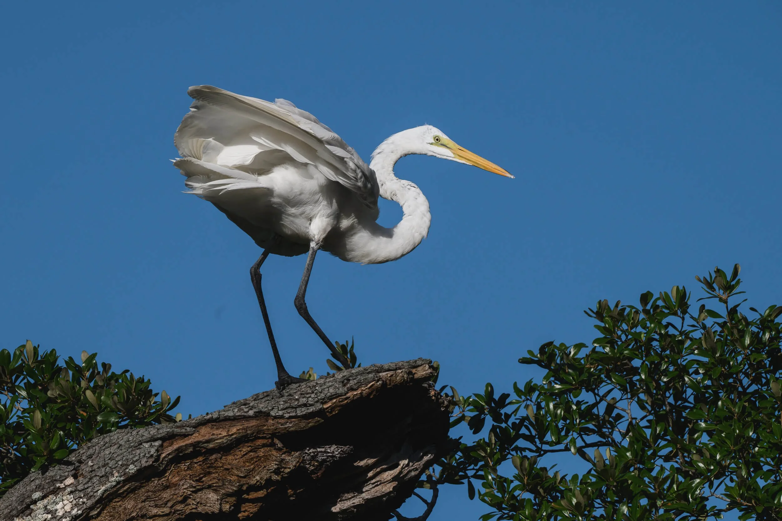 A white heron with a long yellow beak and black legs perched on a tree branch against a clear blue sky.