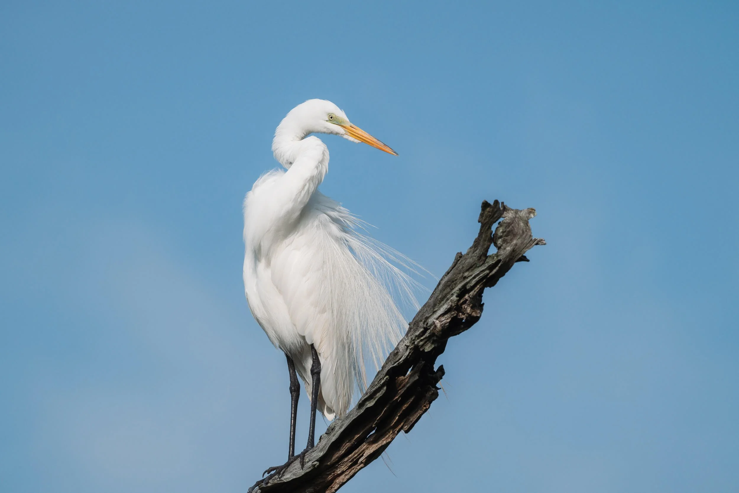 A white heron perched on a weathered tree branch against a clear blue sky.