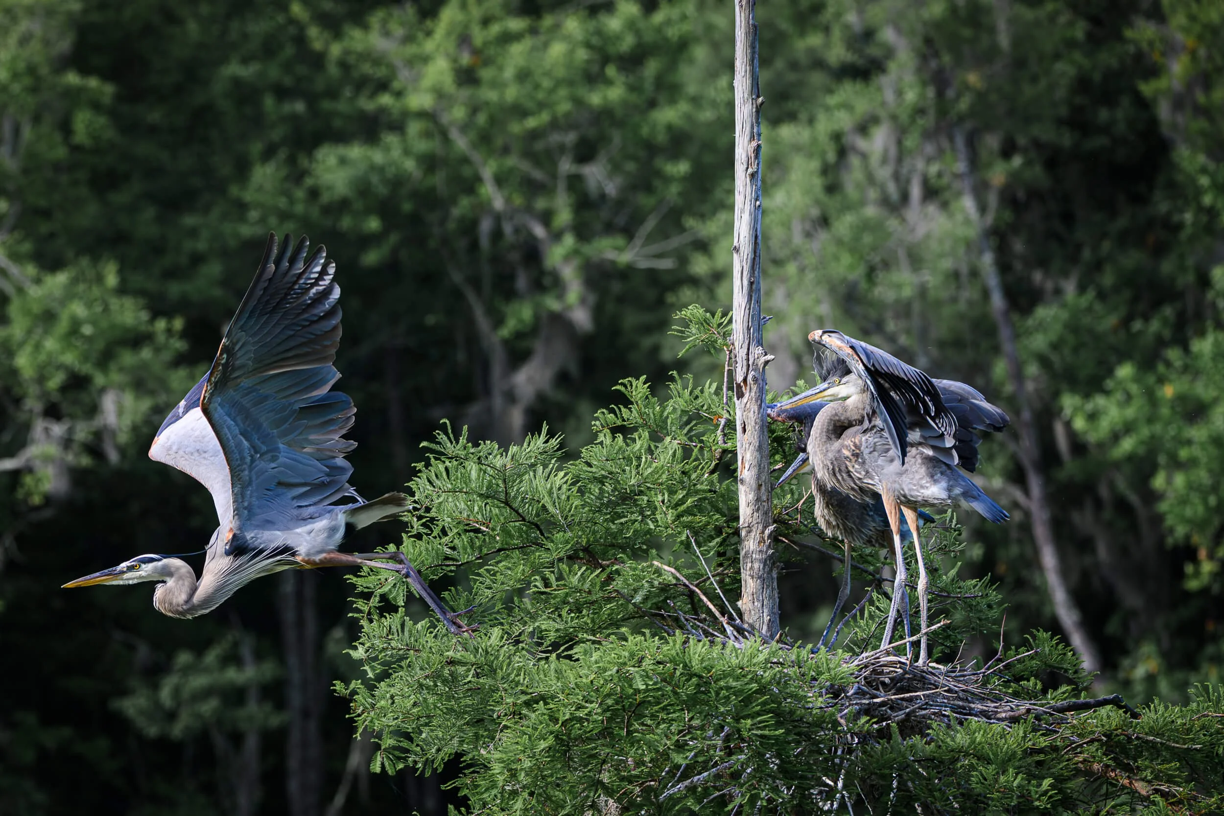 A blue heron flying away from a nest with two herons inside, amidst green trees.