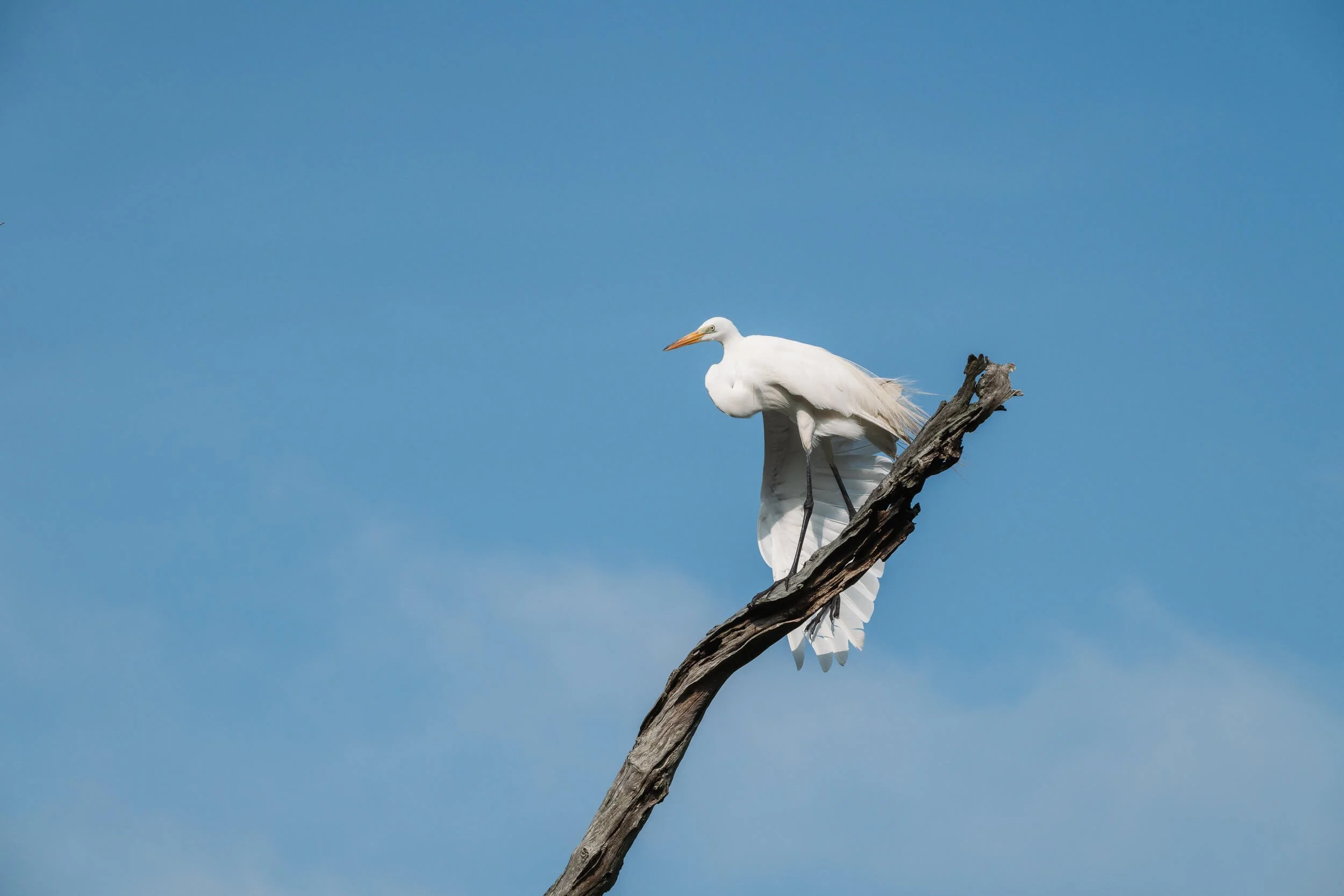 A white bird, likely a heron, perched on a weathered tree branch against a clear blue sky.