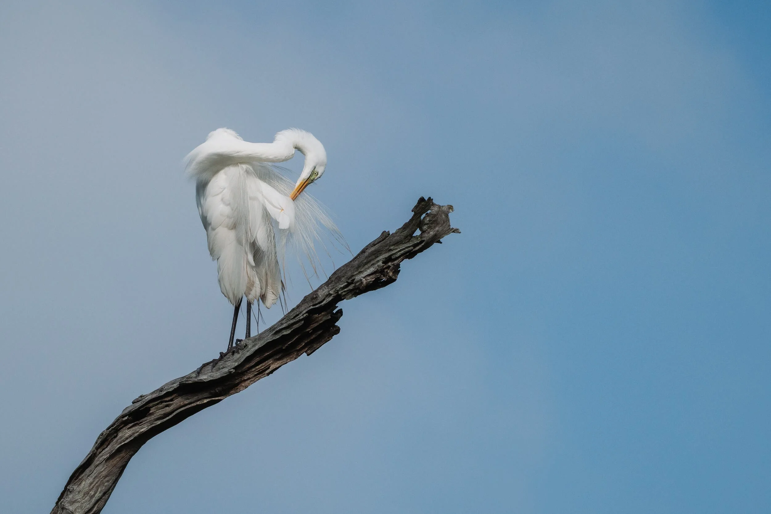 A white heron standing on a weathered tree branch against a blue sky, preening its feathers.