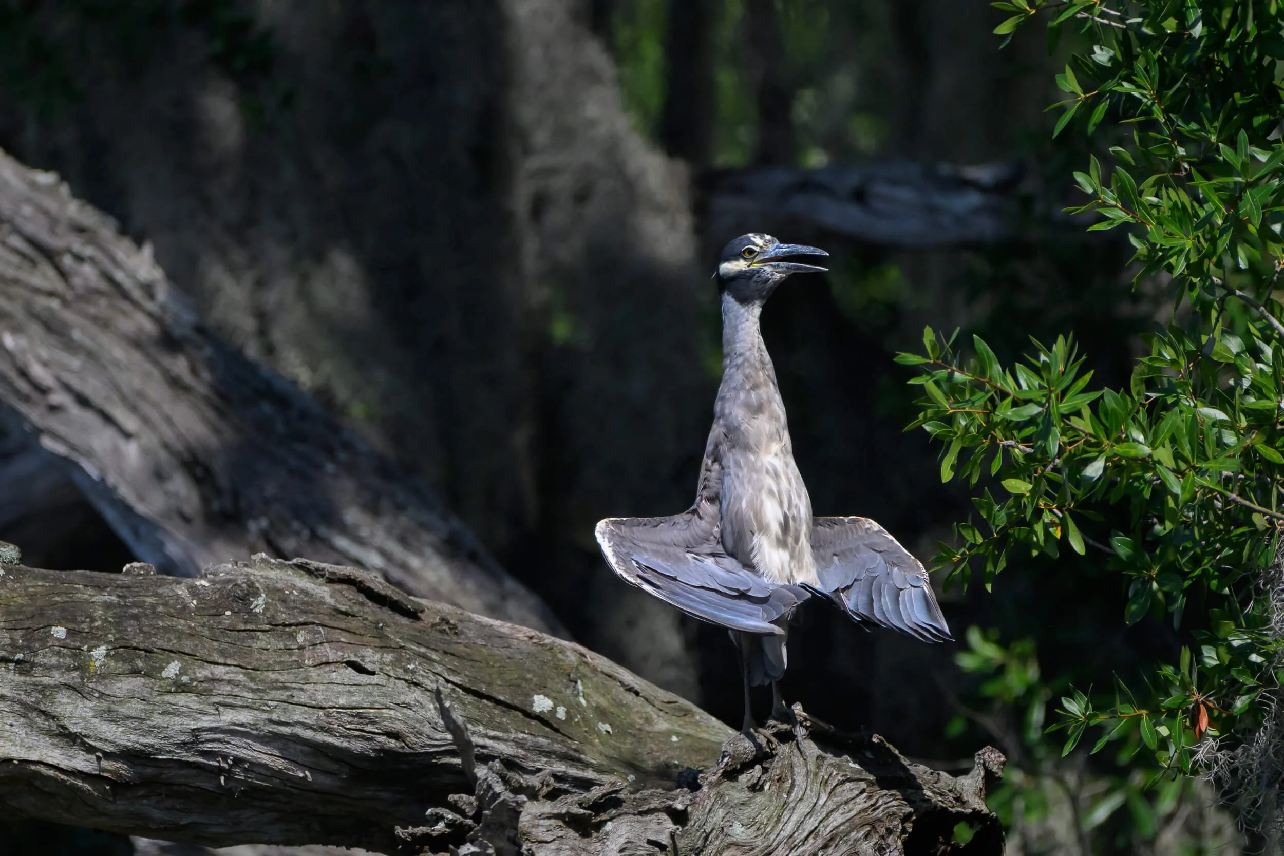 A bird, possibly a heron, perched on a branch in a wooded area with green leaves and dark tree trunks in the background.
