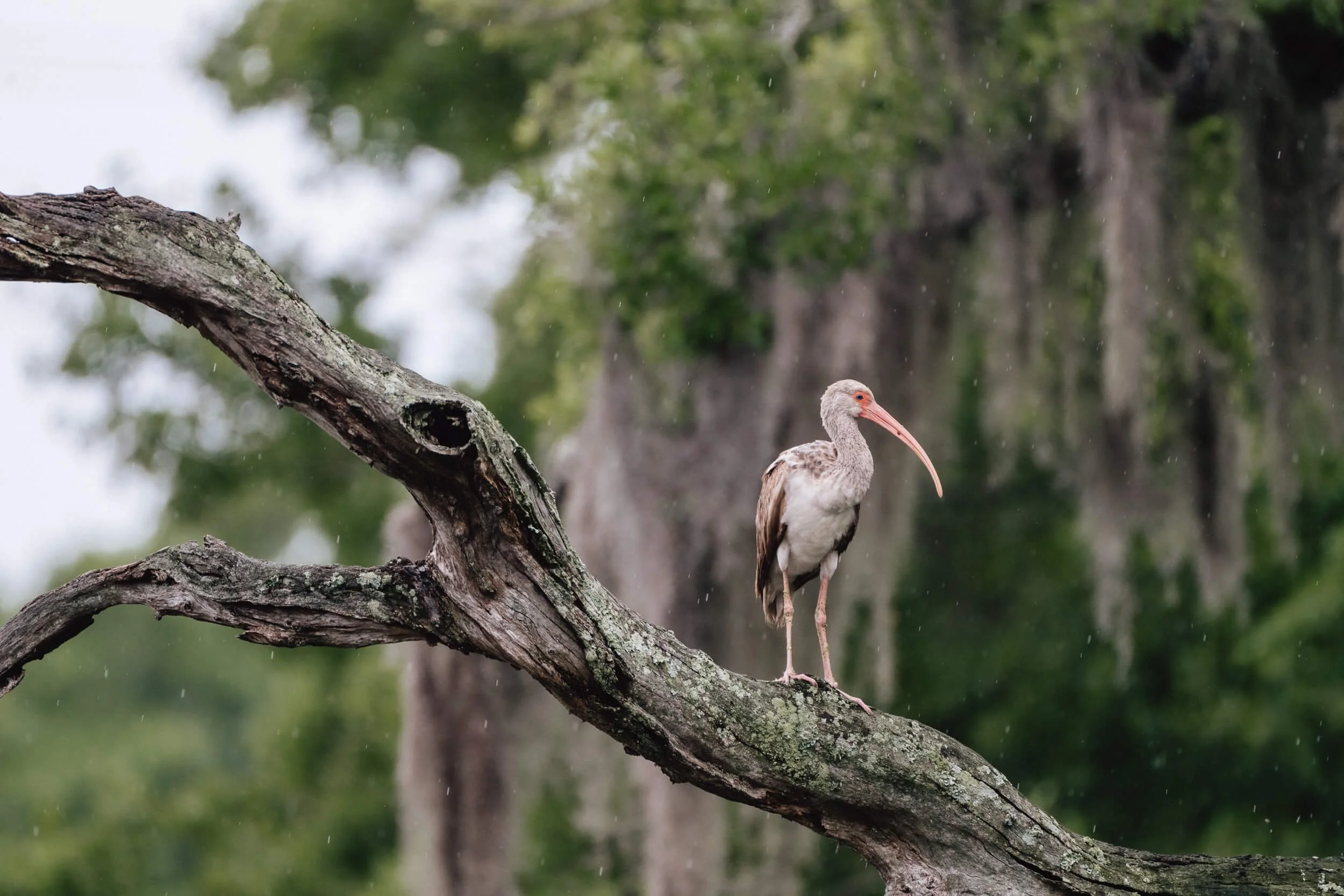 A wading bird, possibly a wood stork, standing on a moss-covered tree branch in a green, swampy area with hanging mosses in the background.