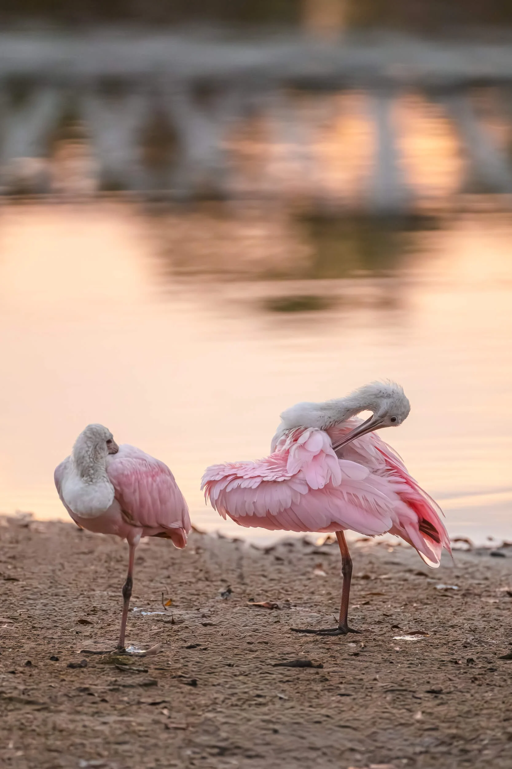 Two pink flamingos standing on a sandy shore near a body of water at sunset.
