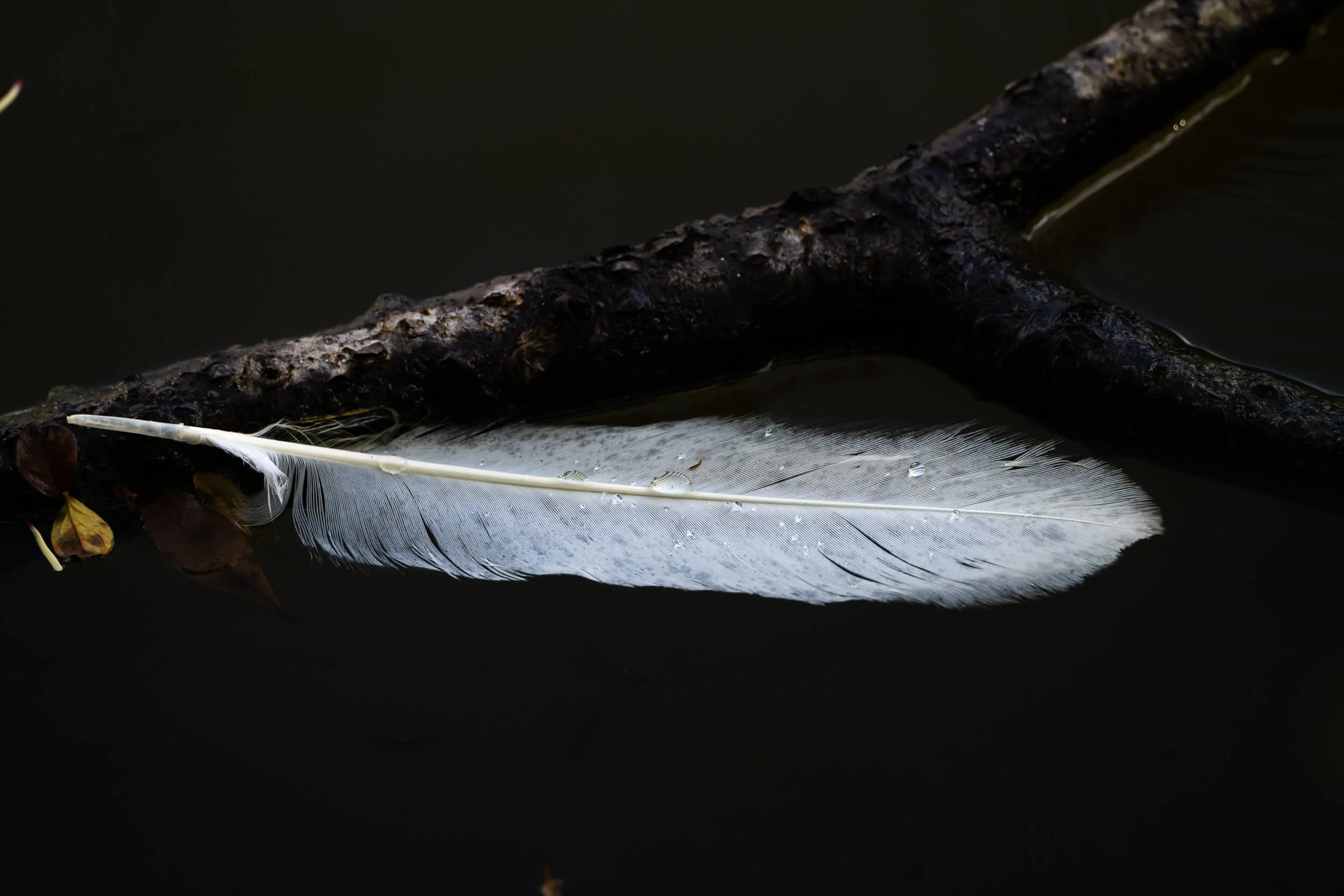 A single white Great Egret feather resting in a pond in downtown Charleston, SC, by Amy Quinn Hill.