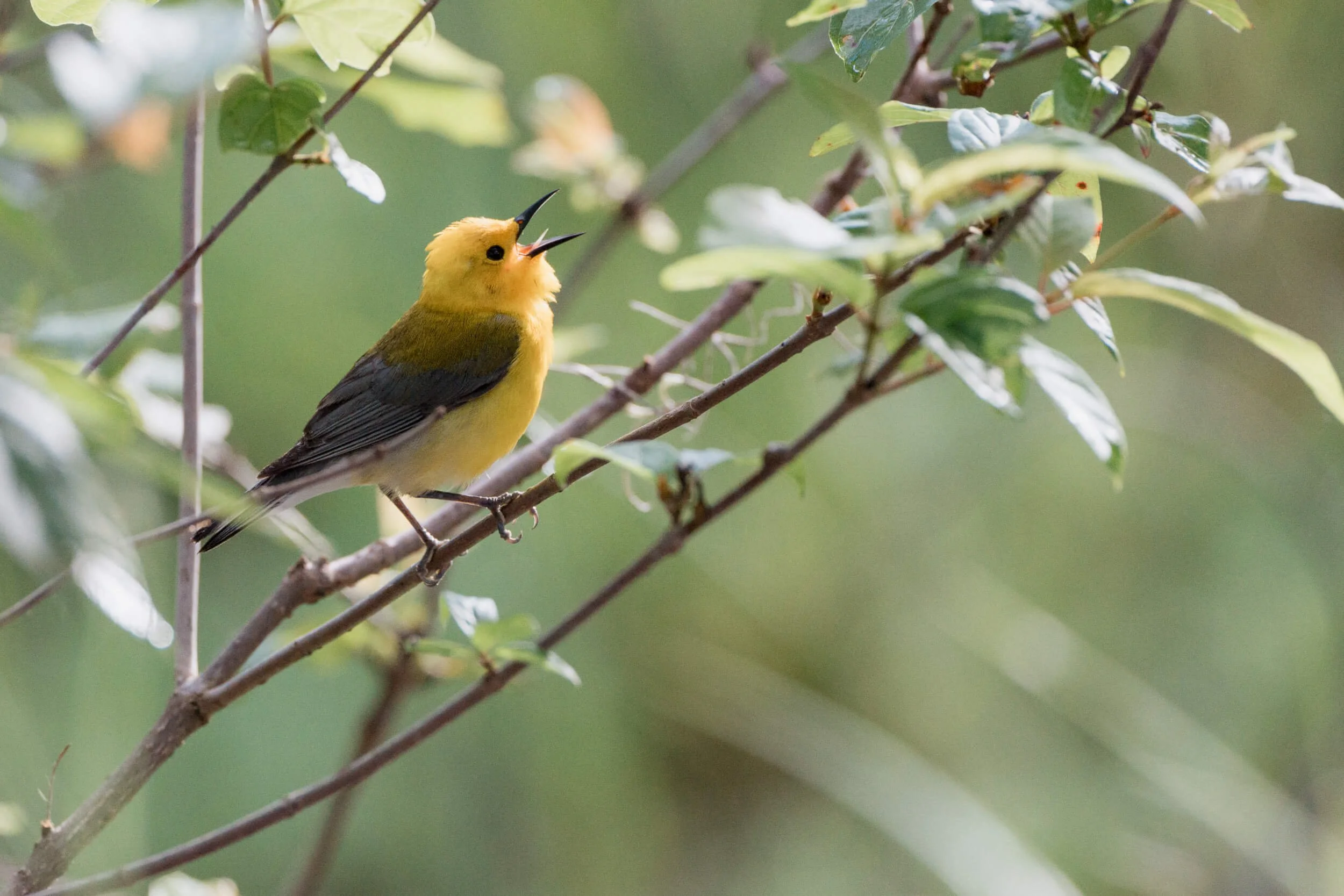 A small yellow and black bird singing on a branch surrounded by green leaves.