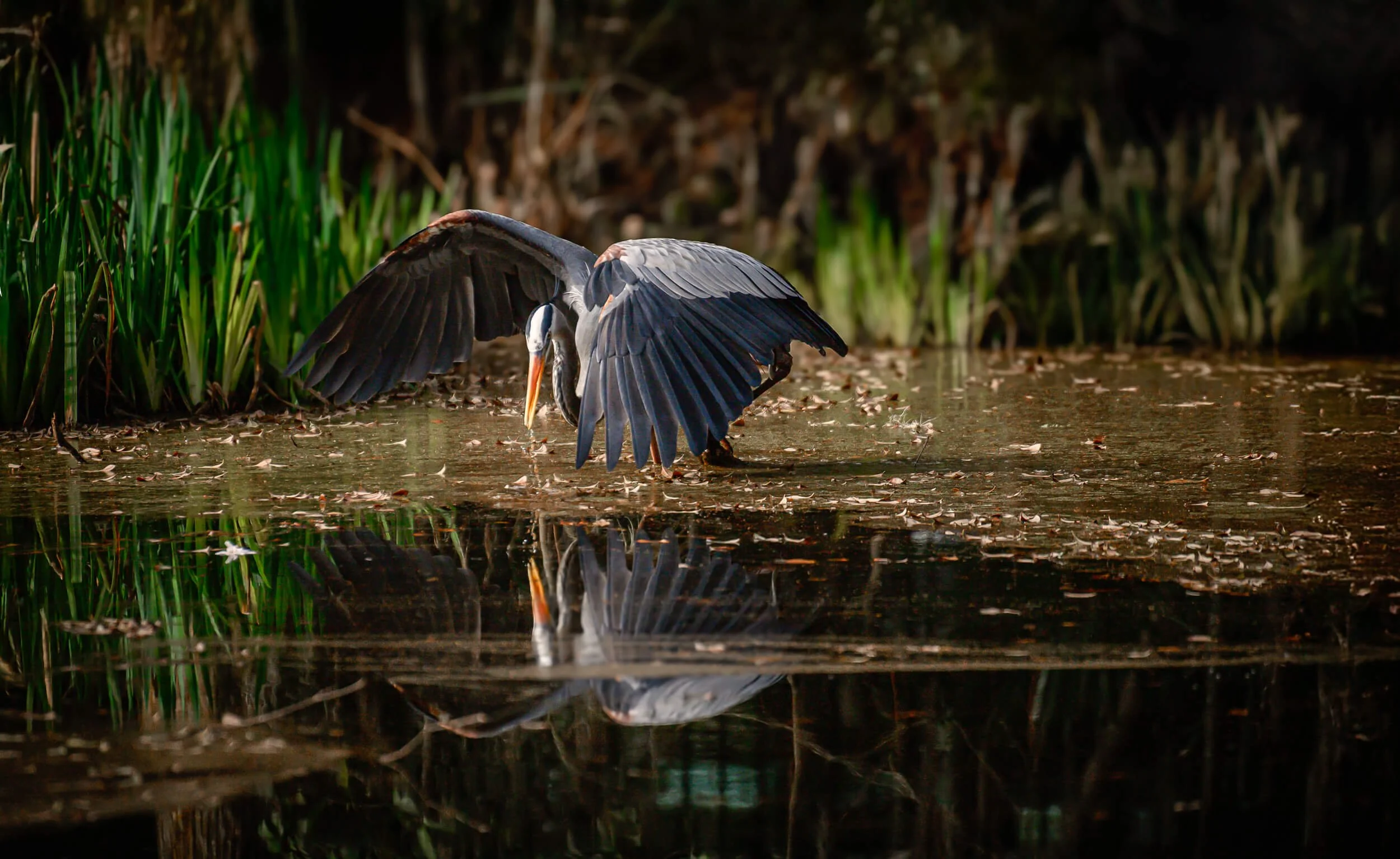 A heron with outstretched wings standing in a shallow body of water near green reeds.