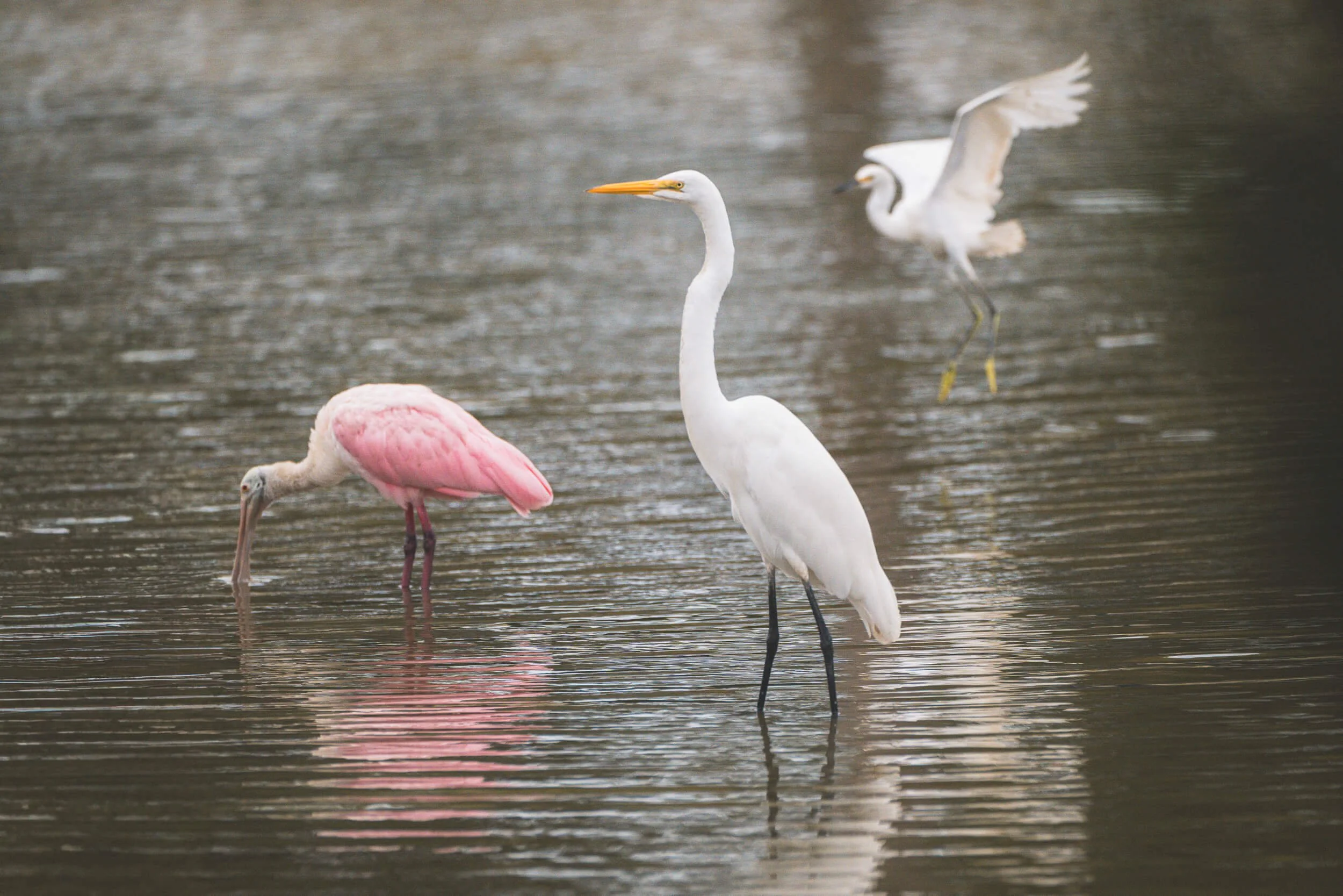 A group of three different wading birds in a shallow body of water, including a pink flamingo, a white egret, and a white heron, with the egret standing upright and the heron flying.