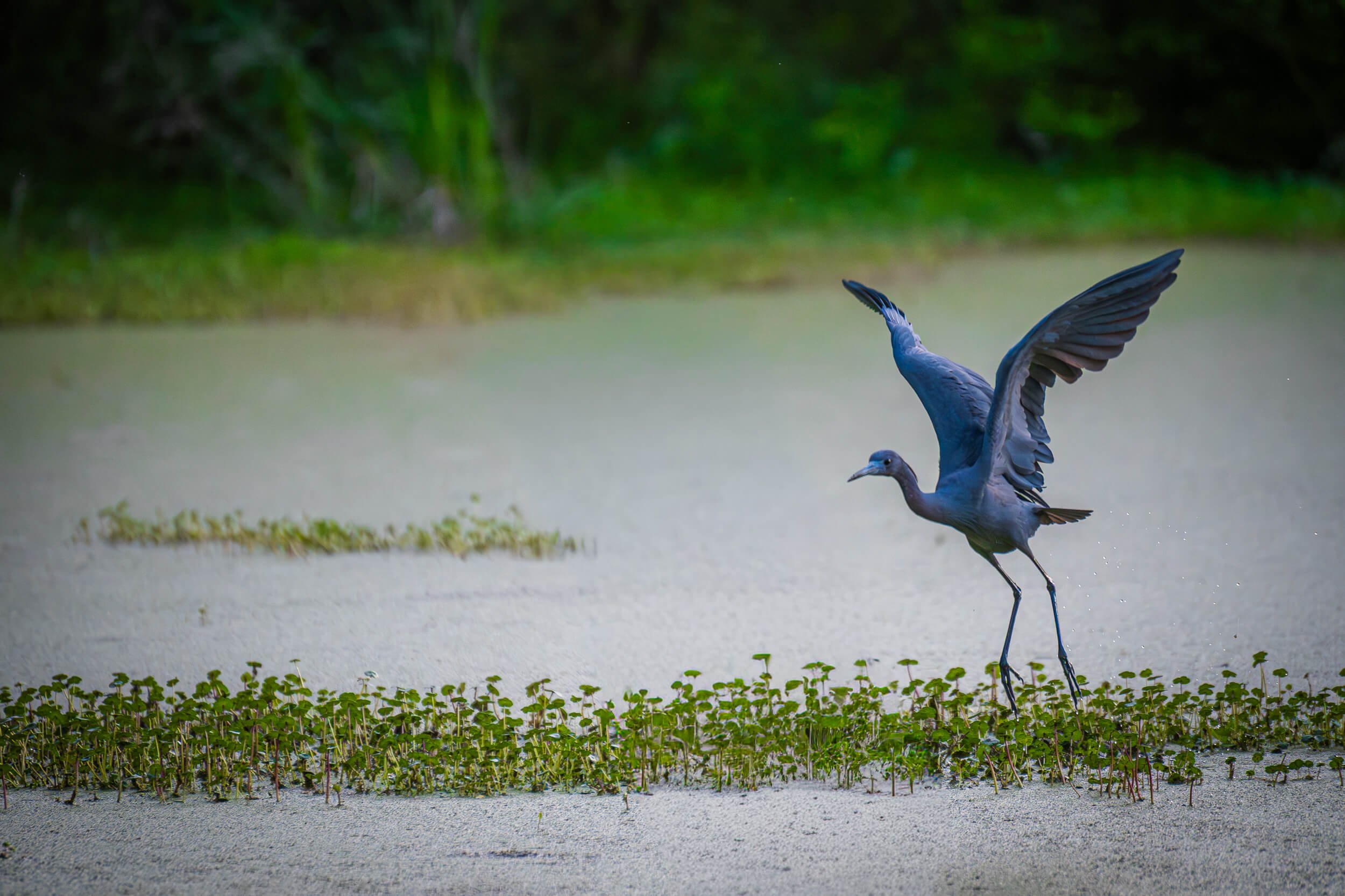 A heron flying over a grassy wetland area with green foliage in the background.