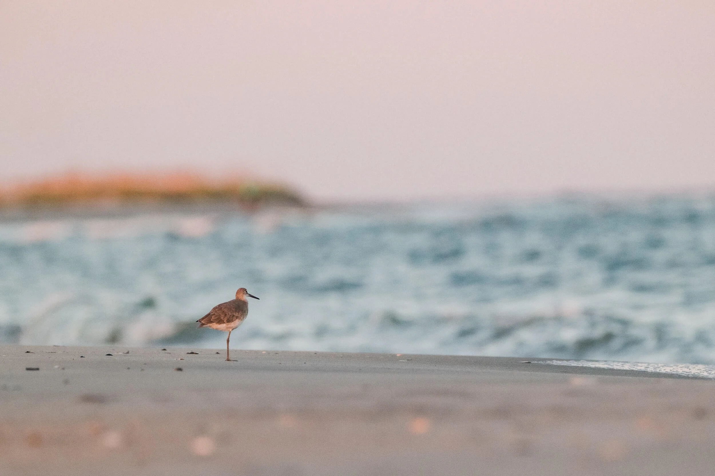 A solitary sandpiper standing on a sandy beach near the ocean, with blurred waves in the background.