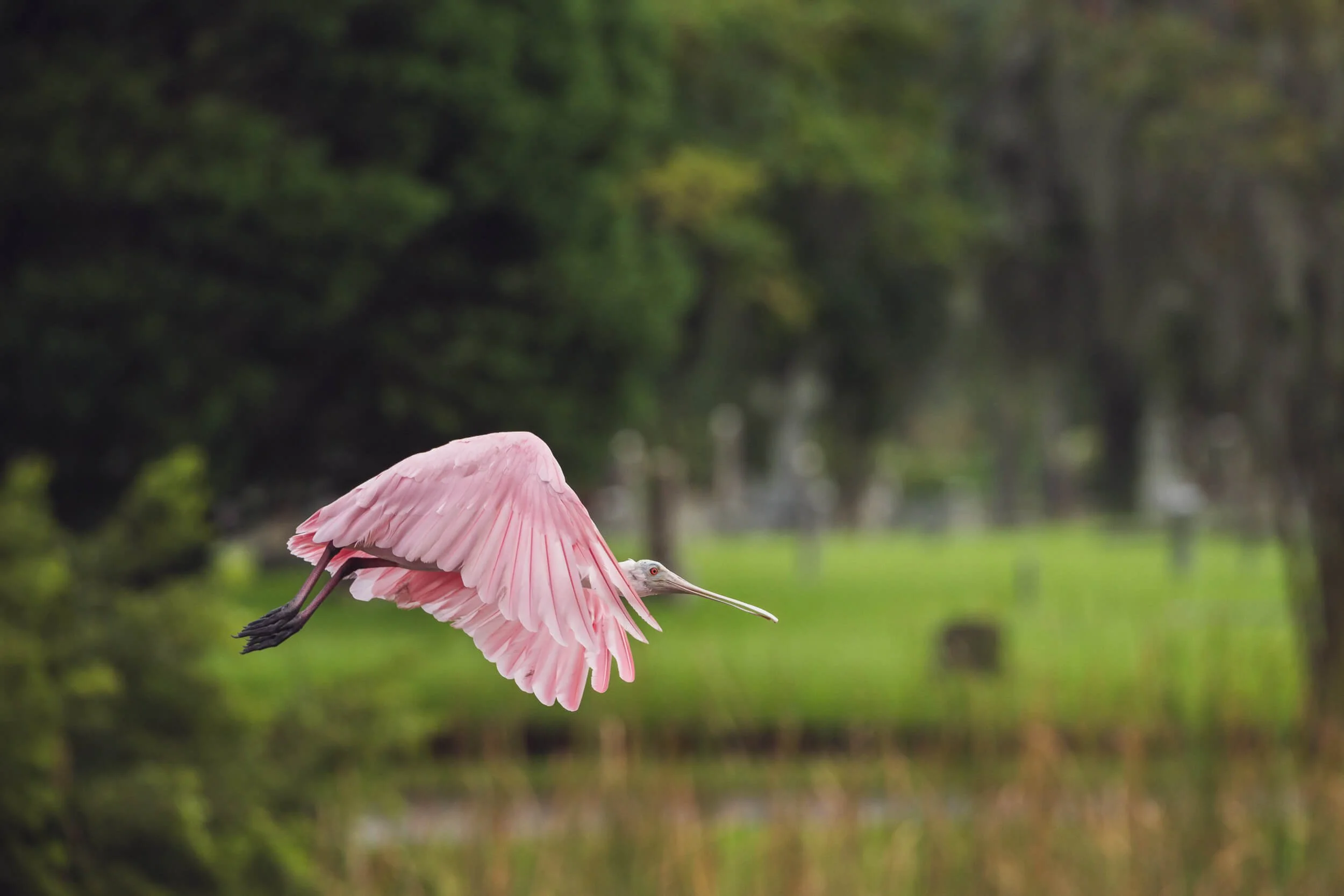 A pink heron flying over a green pond with trees in the background.