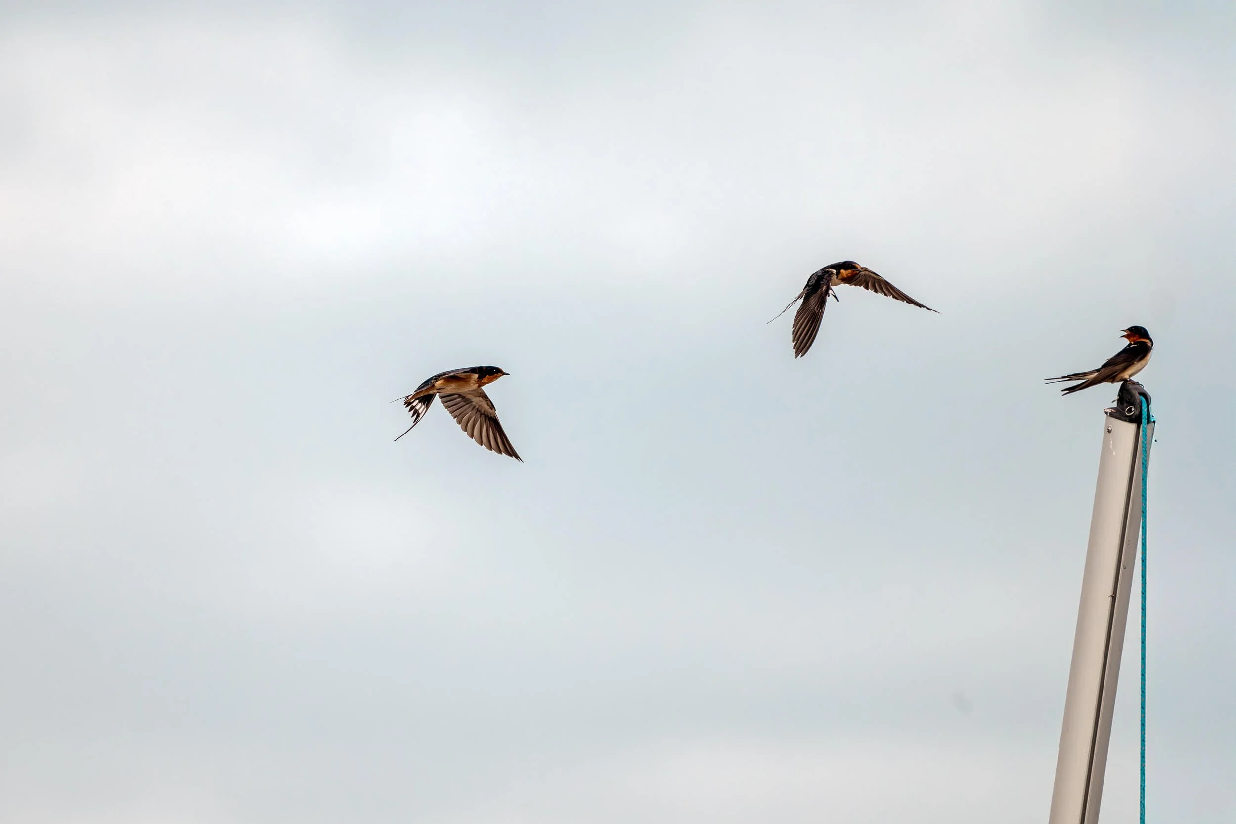Three small birds perched and flying around a sailboat's mast against a cloudy sky.