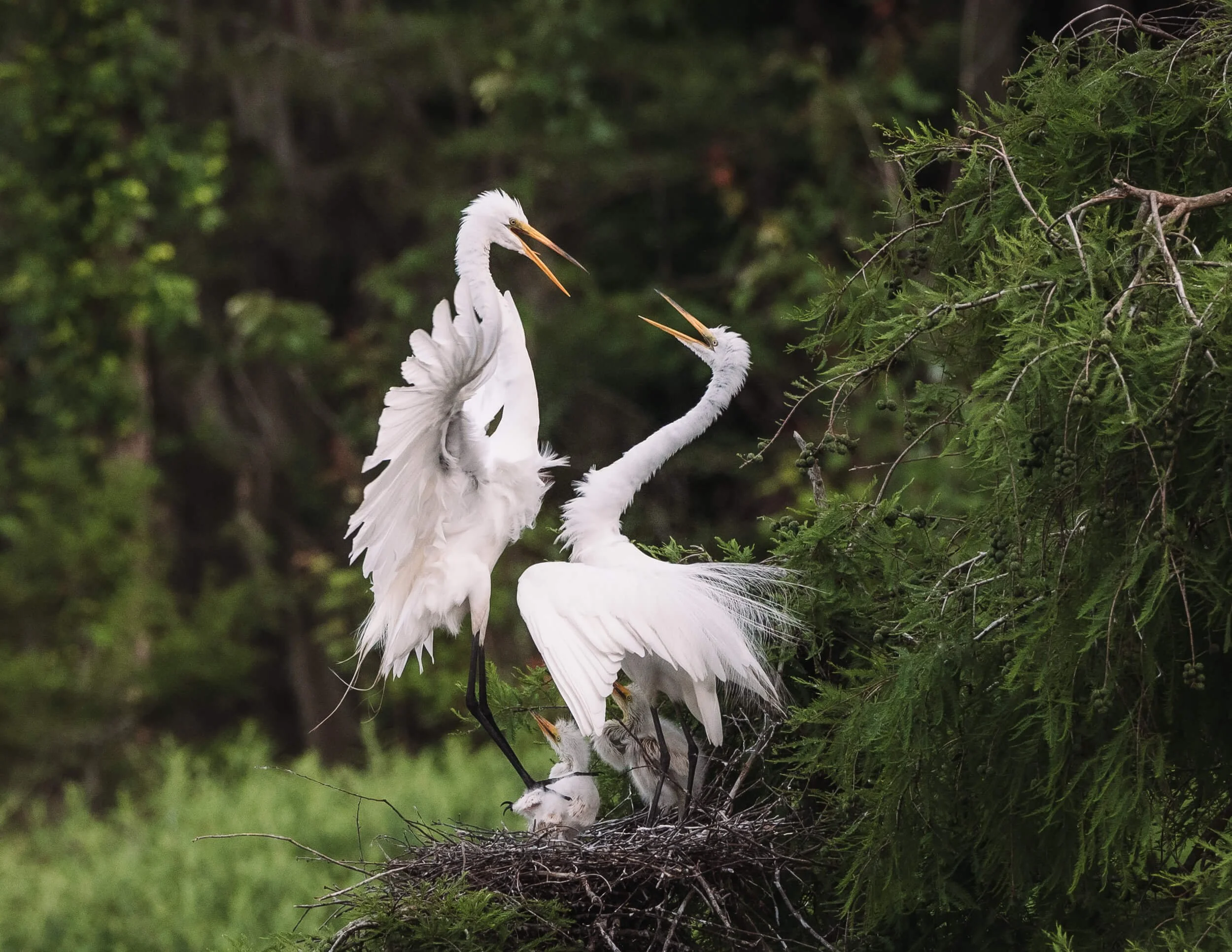 Two white herons on a nest in a tree, with one heron standing and the other in a courtship display, surrounded by green foliage.