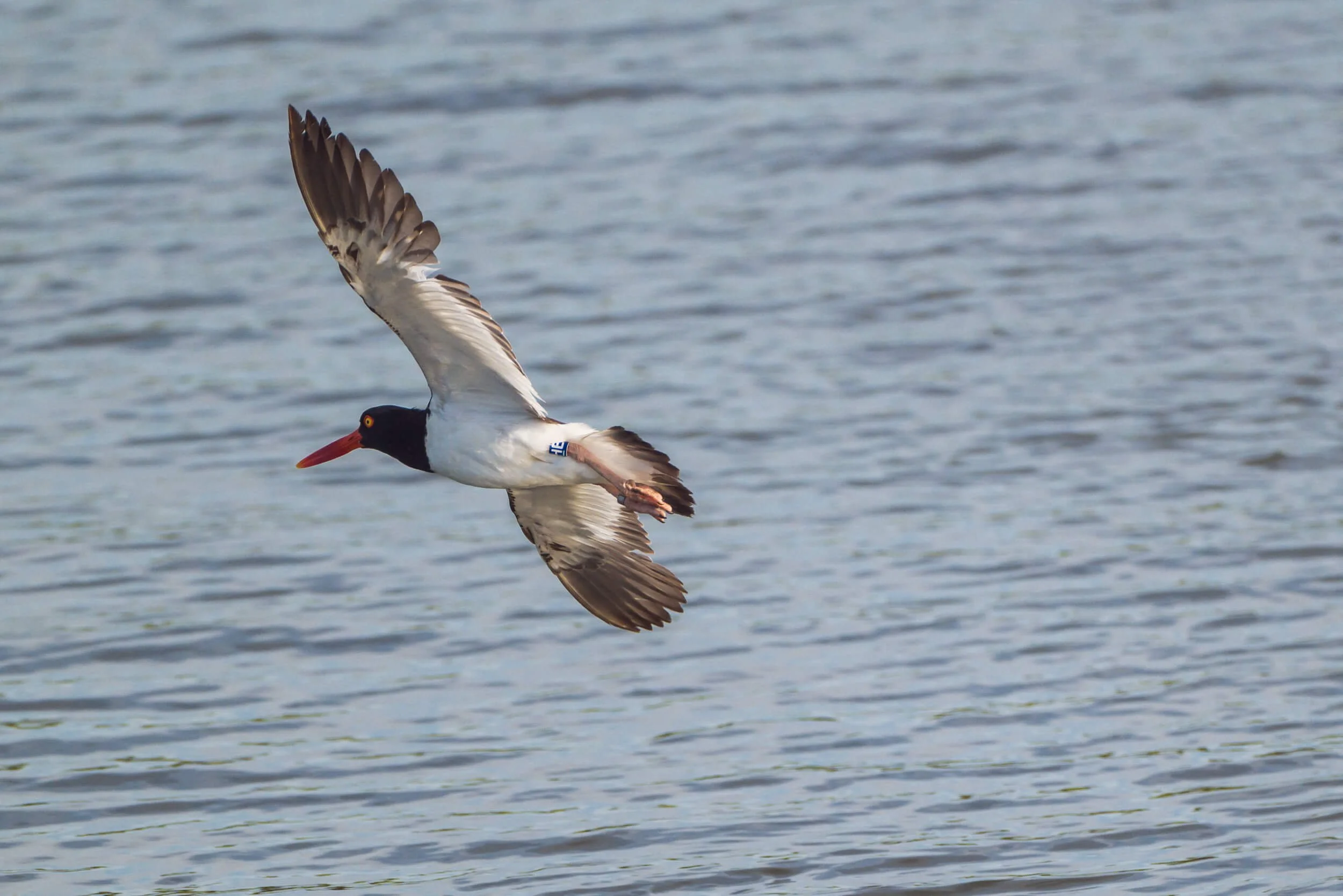 A black-legged kittiwake seabird flying over water with outstretched wings, showing black wing tips, white body, black head, and orange beak.