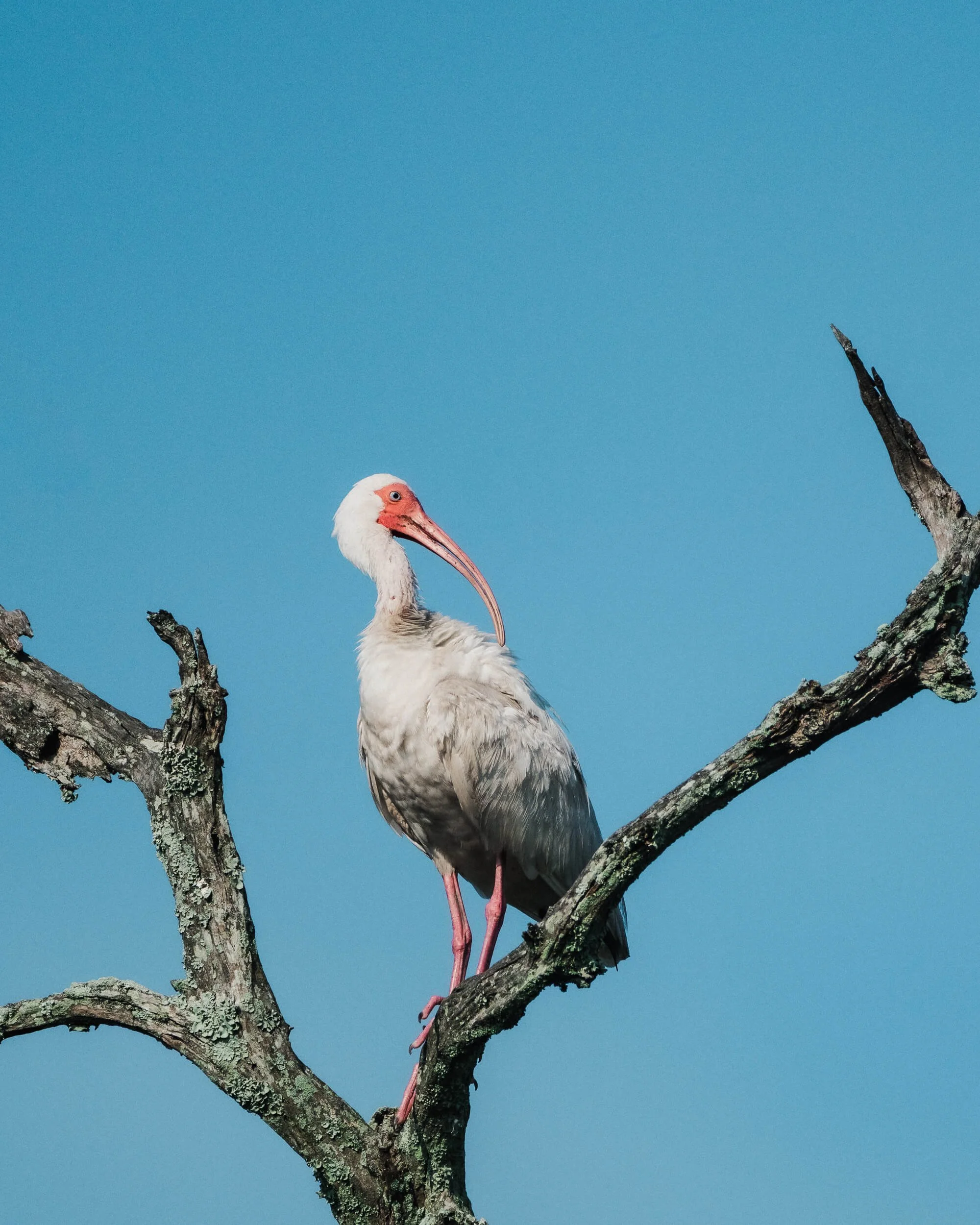 A white stork perched on a leafless tree branch against a clear blue sky.
