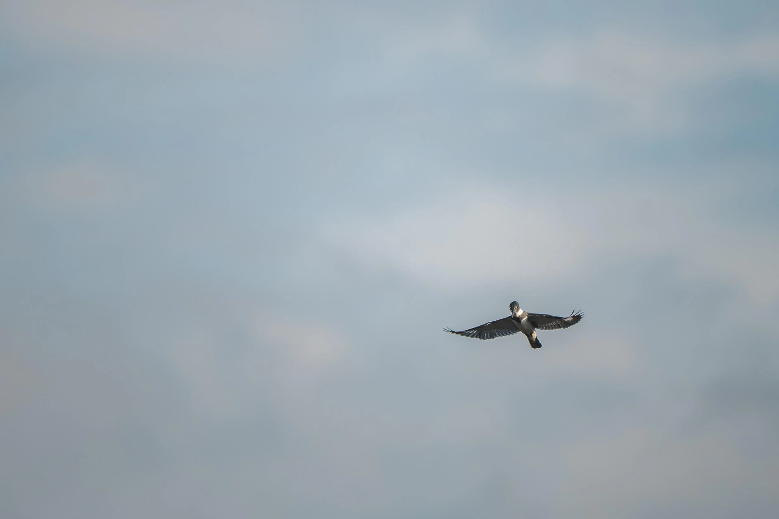 A bird flying in the sky with blue and gray cloudy background.