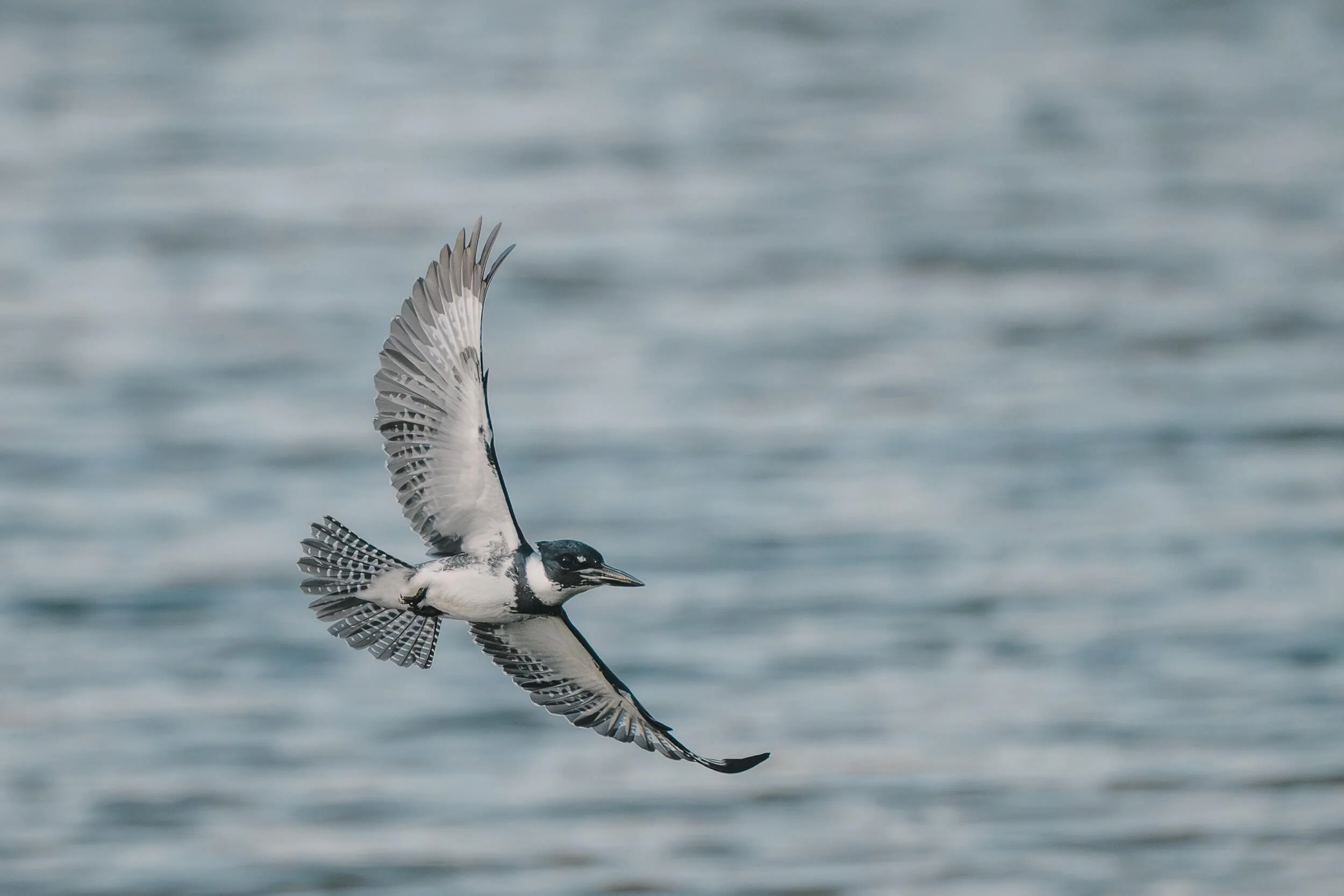 A black and white bird in flight over water, wings spread wide.
