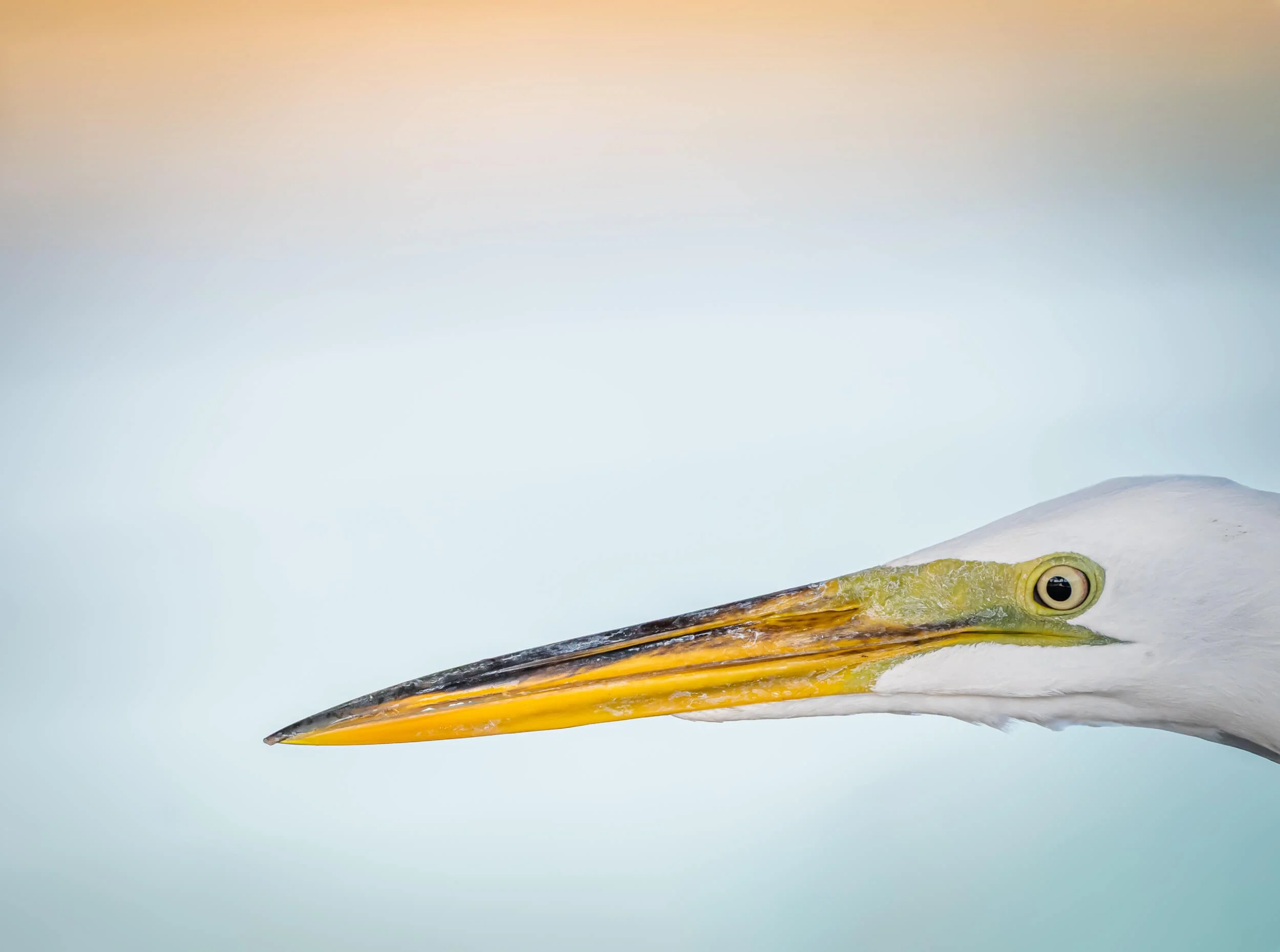 Close-up of a heron with a long yellow beak and white head, resting on water.