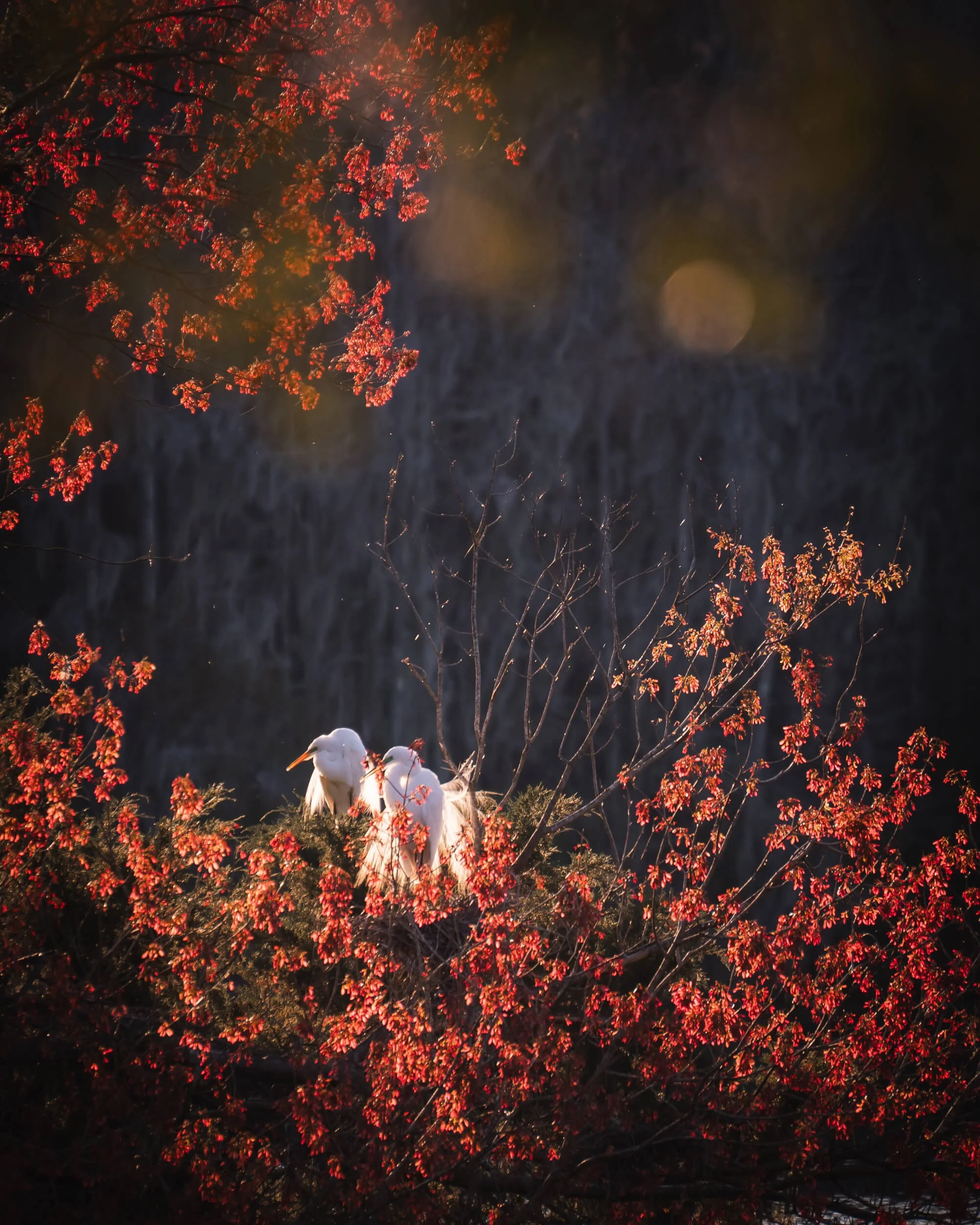 Two white birds perched on a branch amidst red fall foliage with dark background and soft light.