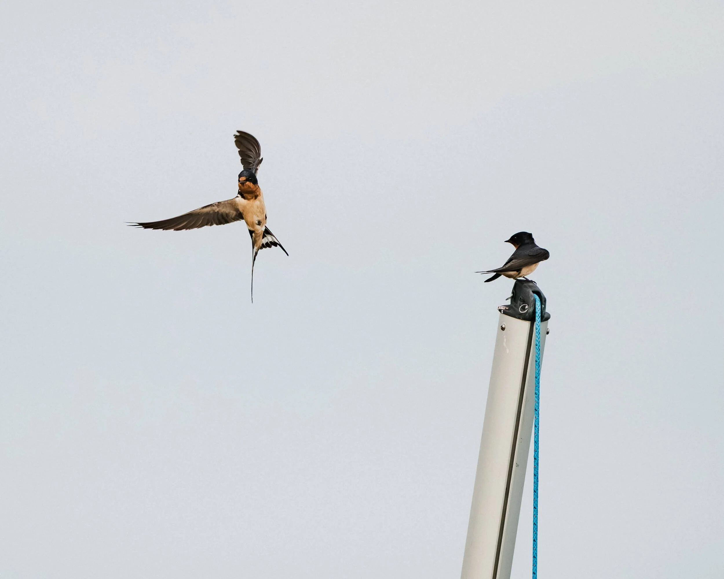 Two small birds perched on a sailboat mast; one bird is in flight near the mast with wings spread, while the other is sitting on top of the mast.