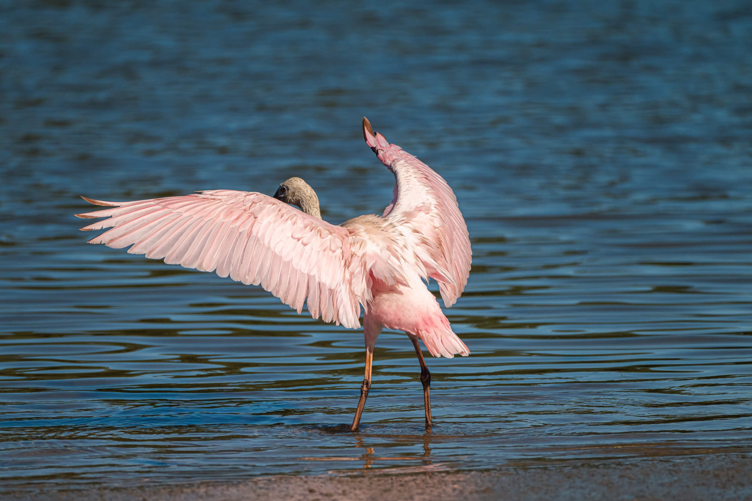 A pink flamingo standing in shallow water with its wings spread wide.