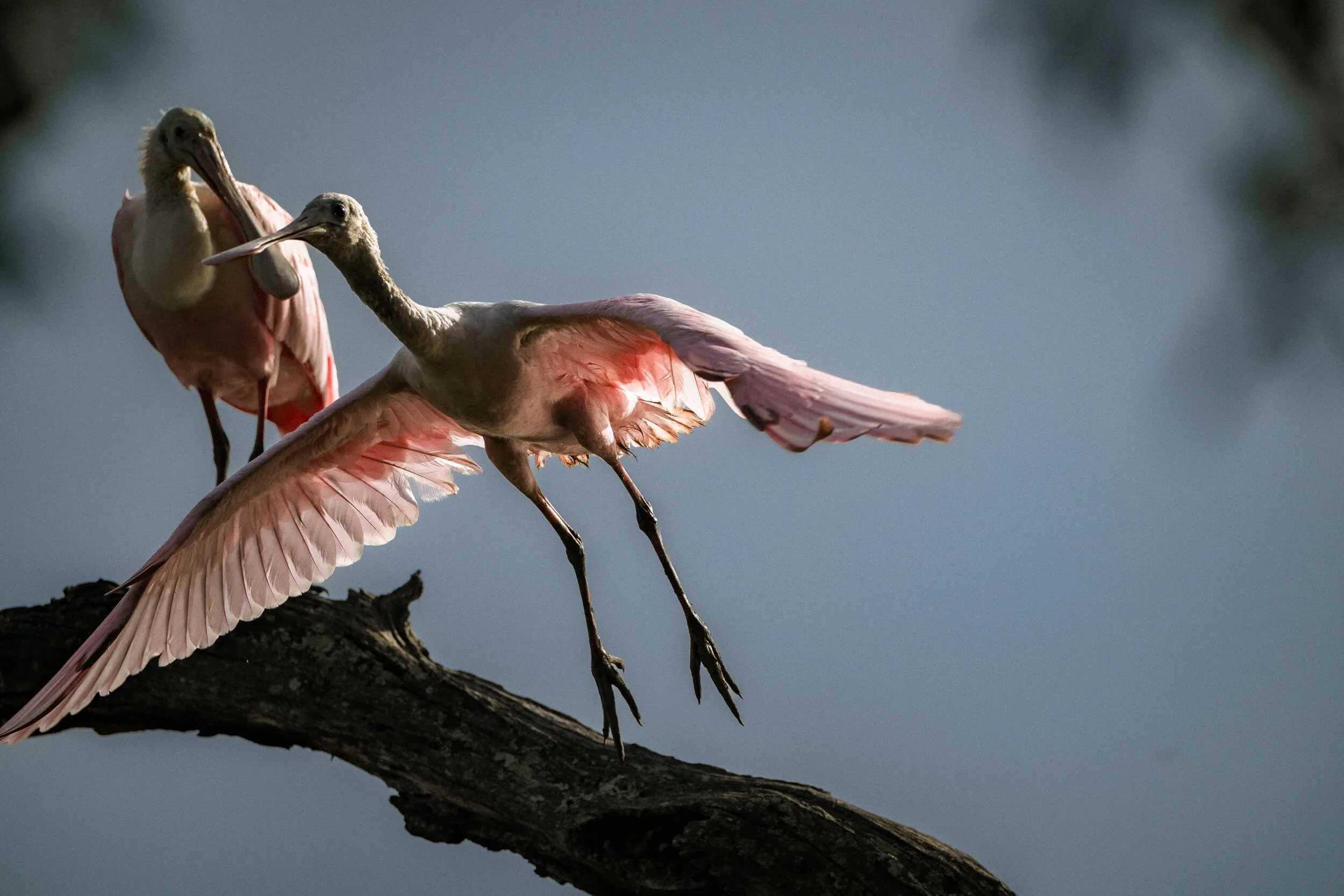 Two pink birds, likely flamingos, perched on a branch with one in flight, against a cloudy sky.