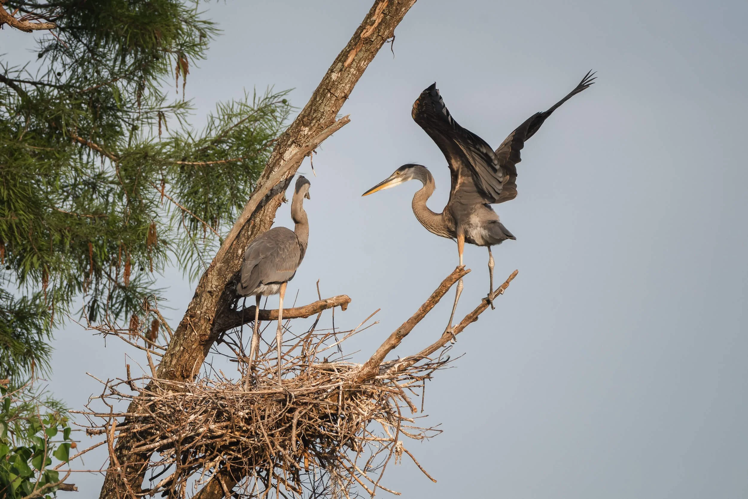 A tall tree with a nest at the top containing two herons, one perched and one landing with wings spread, against a clear sky.